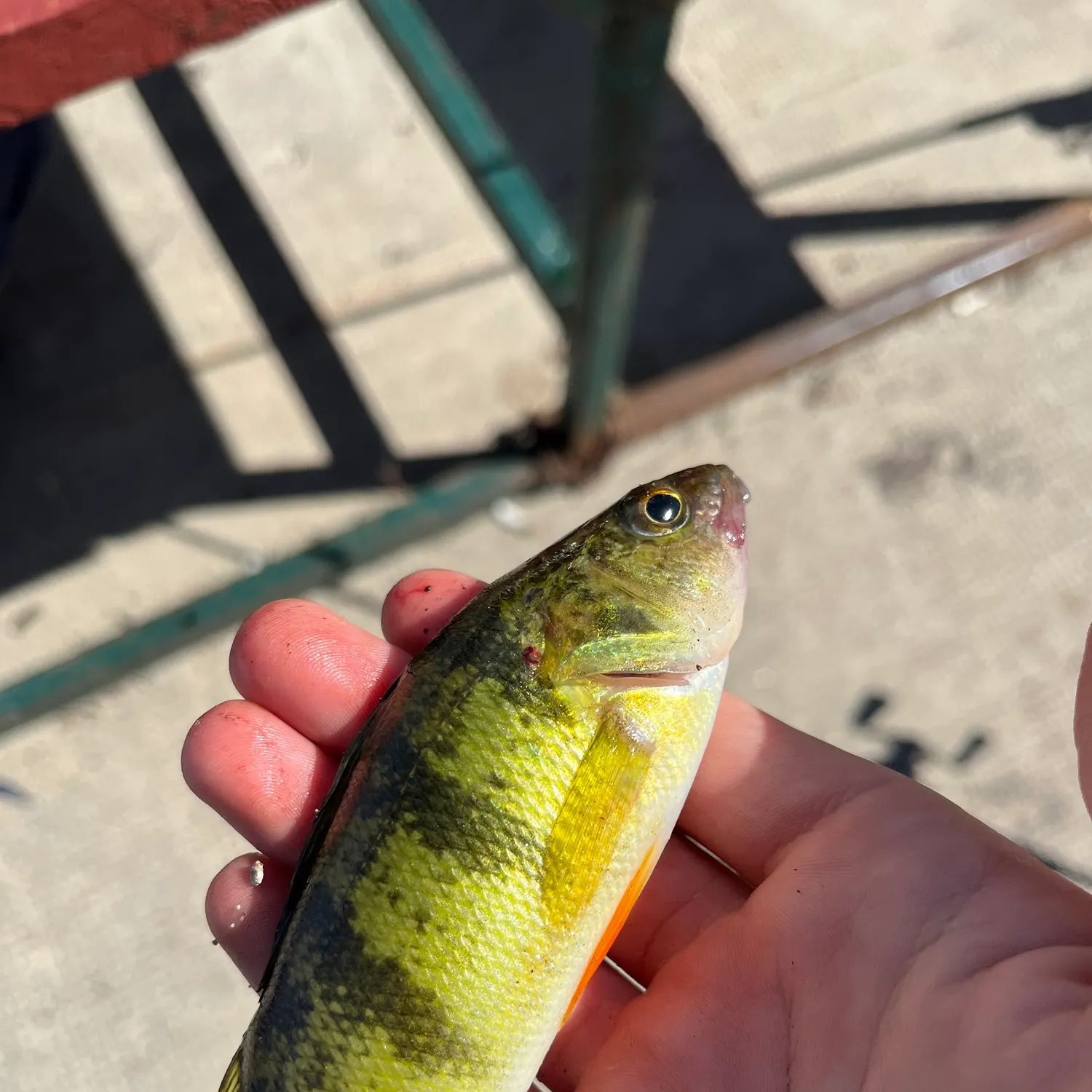 Yellow perch caught on Fishbrain
