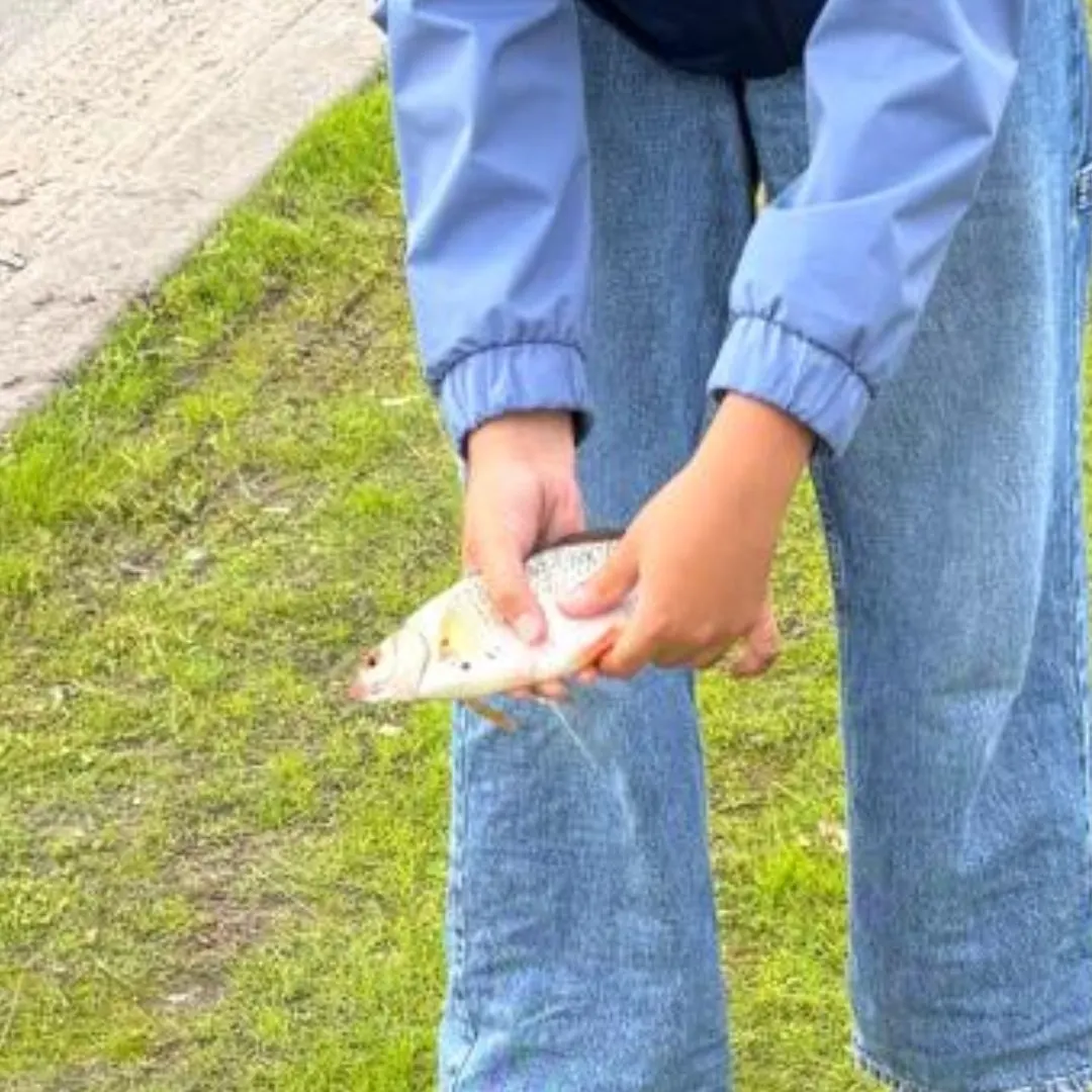 Common roach caught on Fishbrain