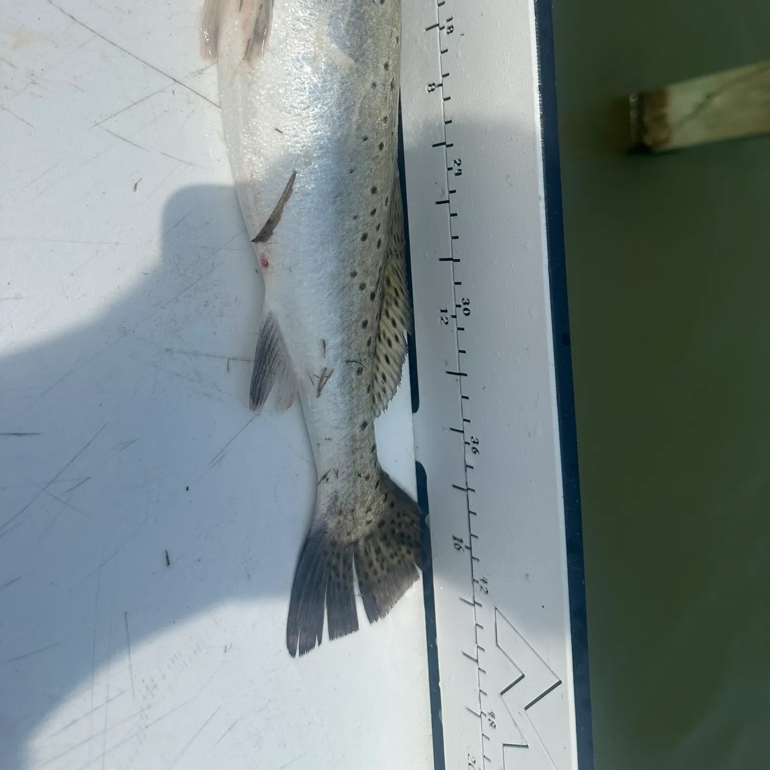 The most recent Spotted seatrout catches on Fishbrain