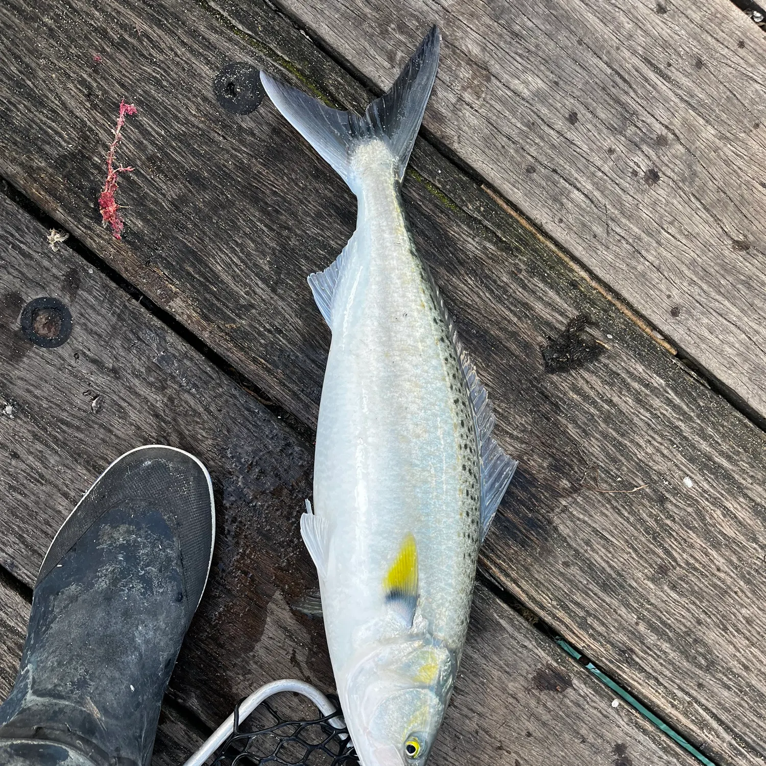 Fish caught on Fishbrain