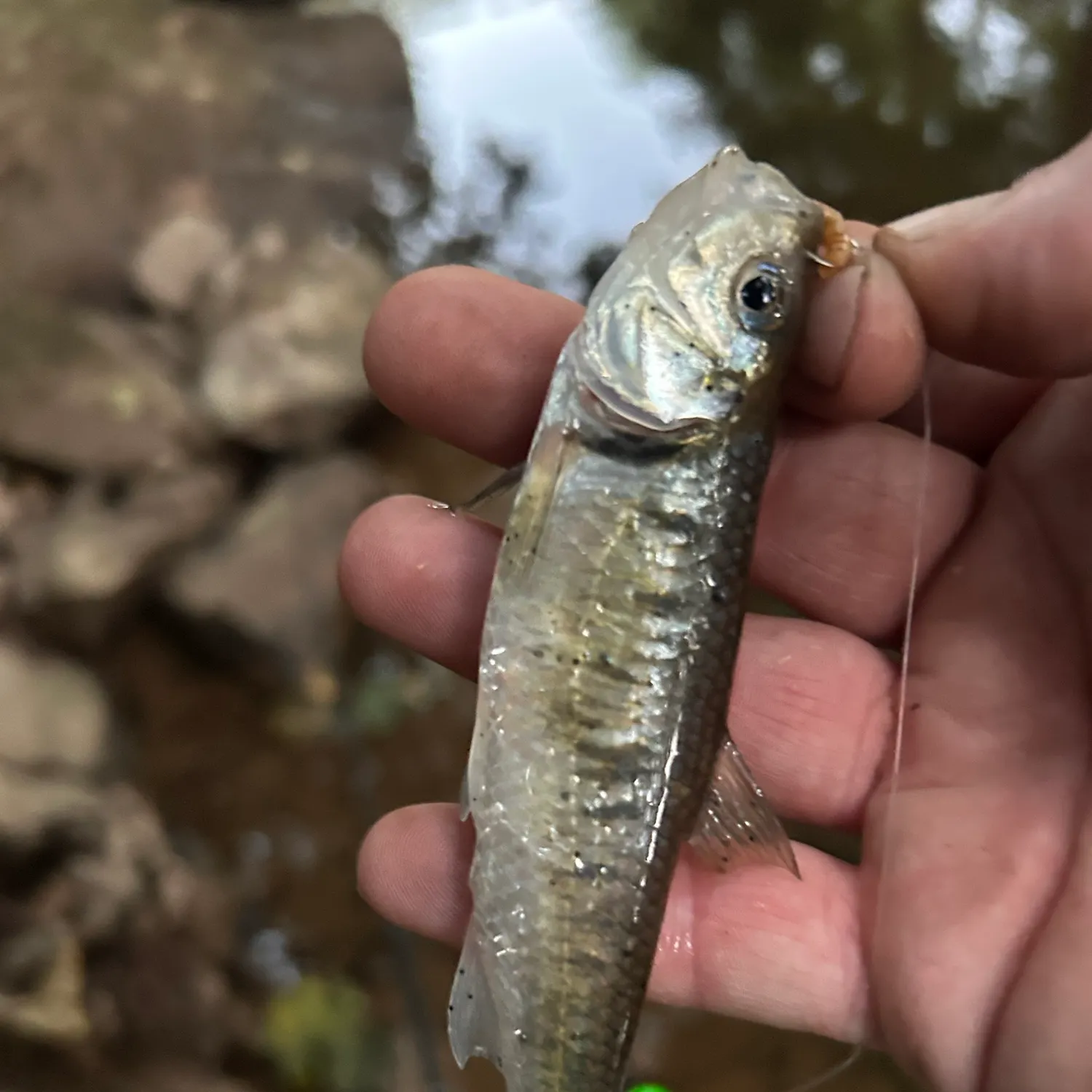 Striped shiner caught on Fishbrain
