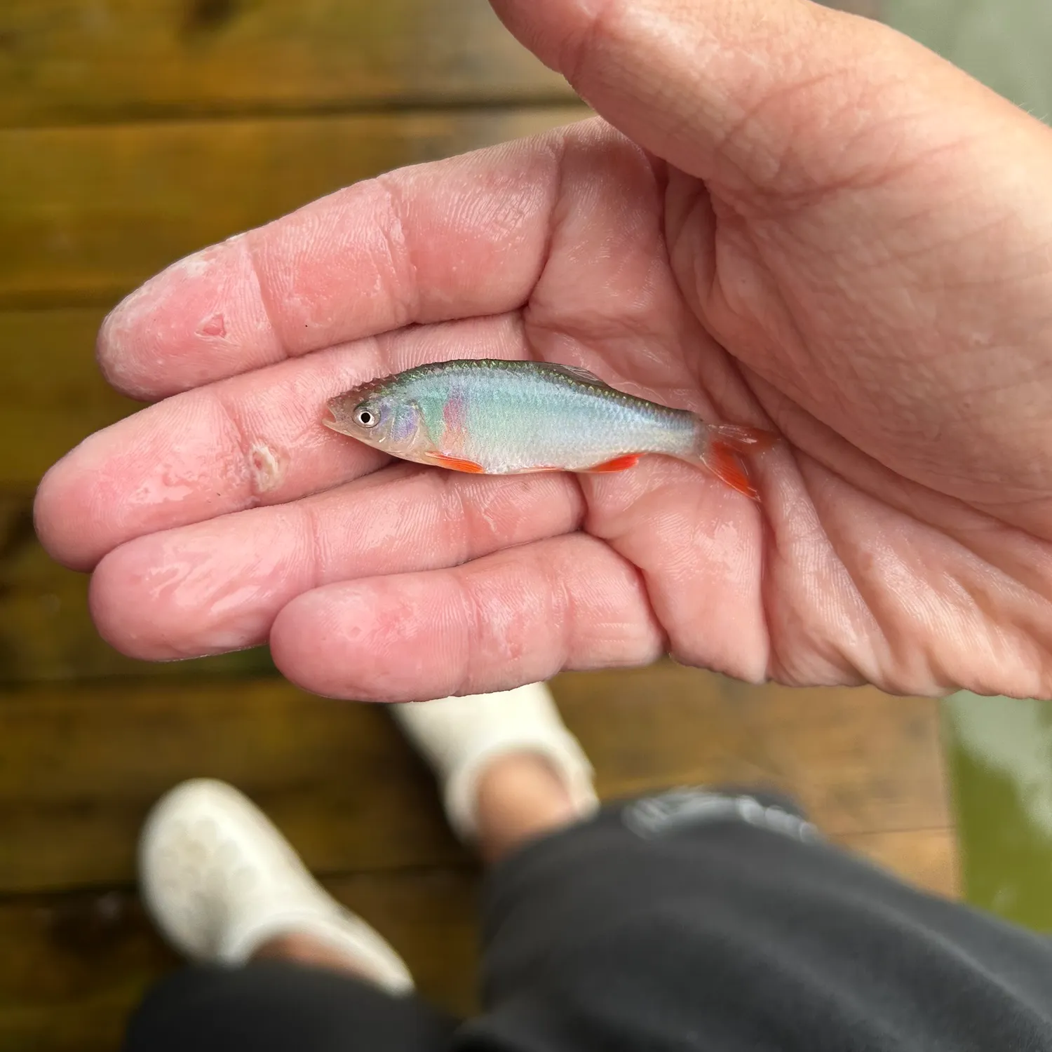 The most recent Red shiner catches on Fishbrain