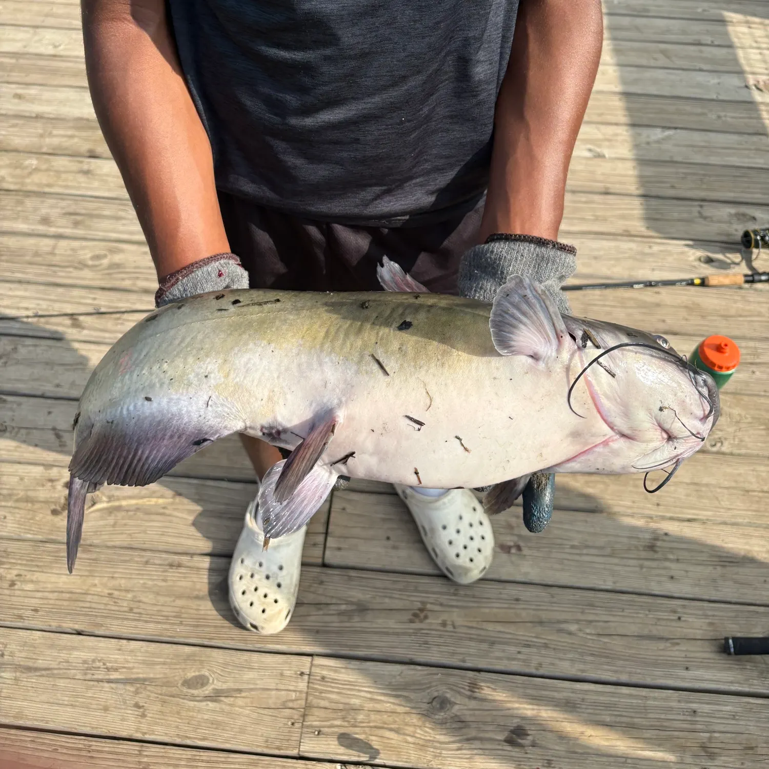 Channel catfish caught on Fishbrain