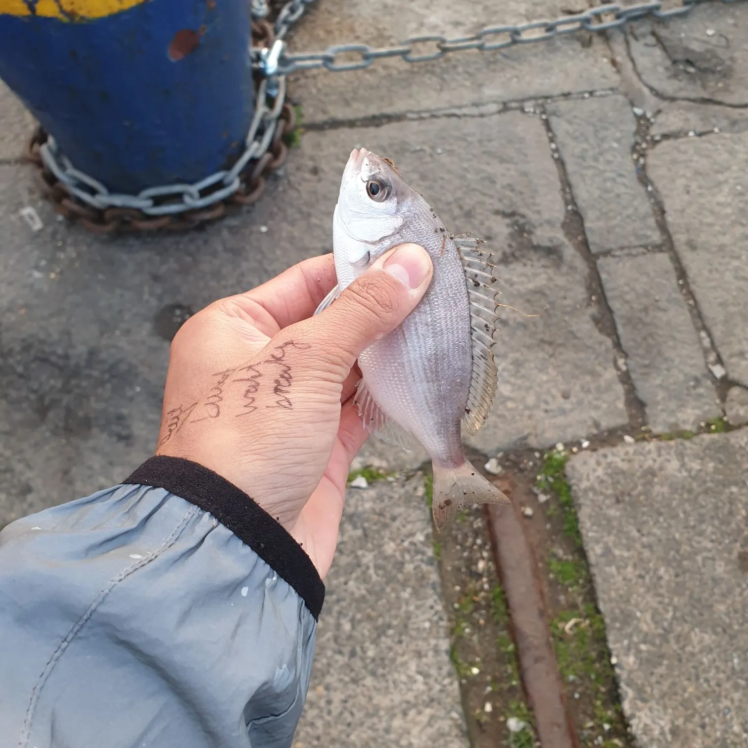 The most recent Black seabream catches on Fishbrain
