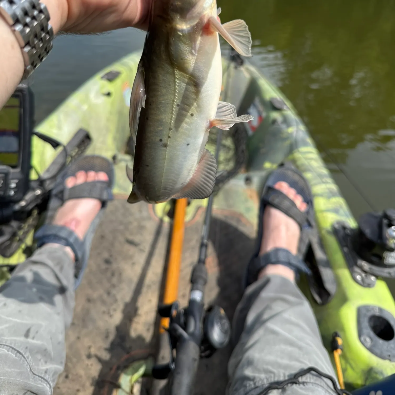 Channel catfish caught on Fishbrain