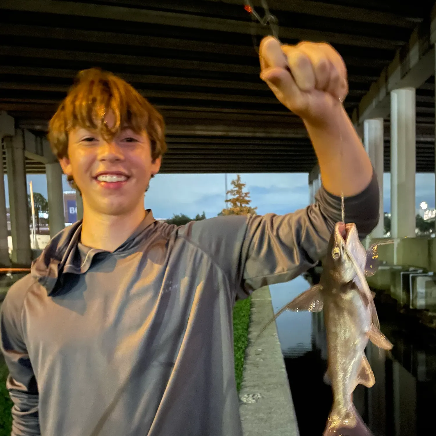 Gafftopsail sea catfish caught on Fishbrain