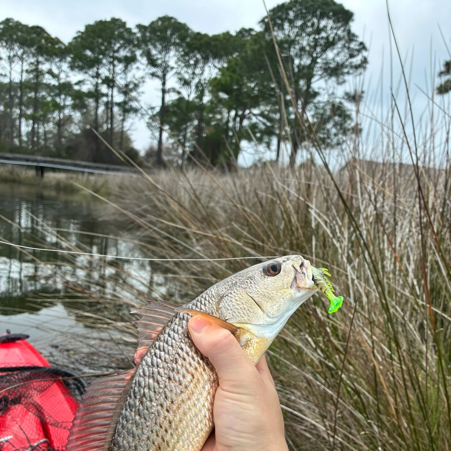 The most recent Atlantic croaker catches on Fishbrain