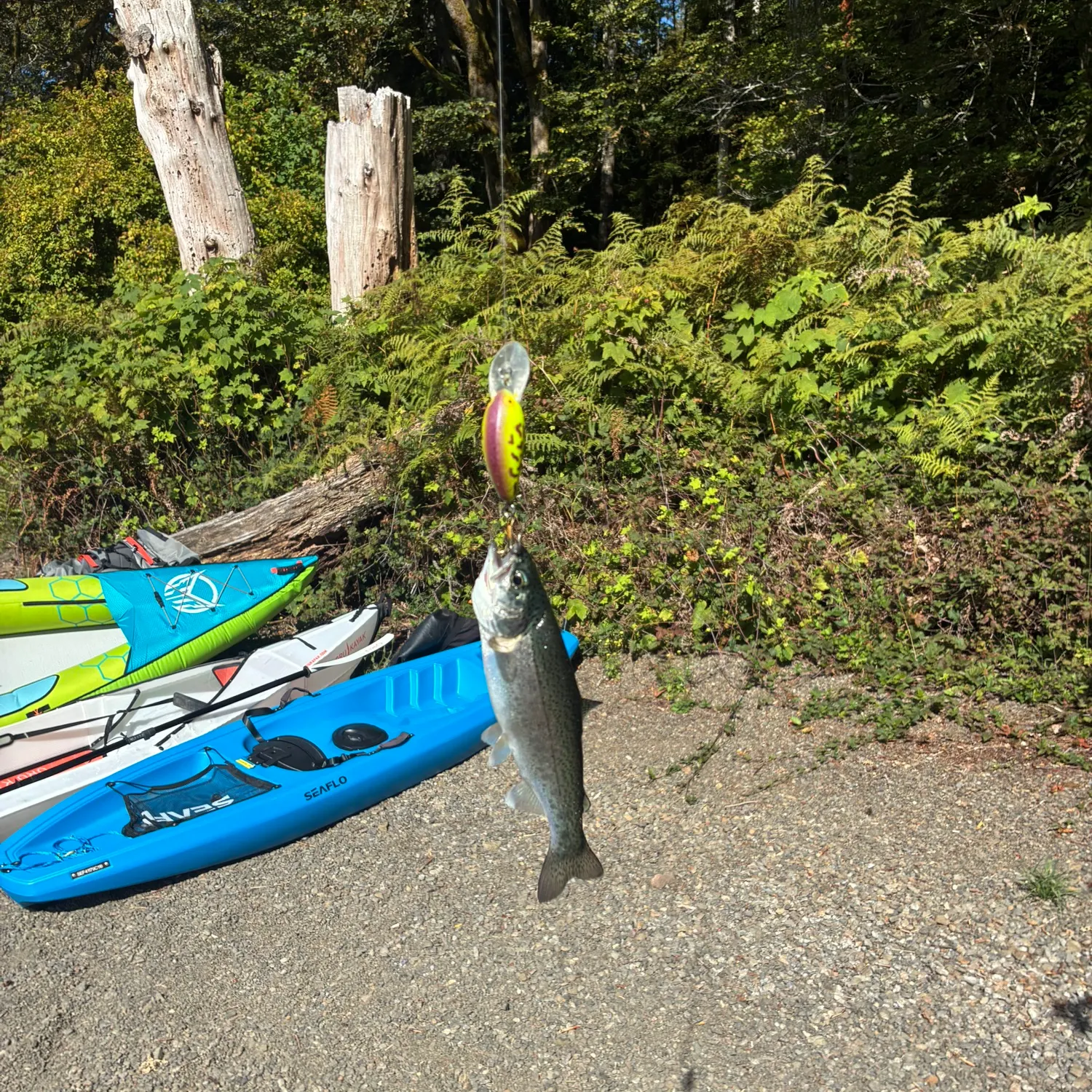 The most recent Rainbow trout catches on Fishbrain