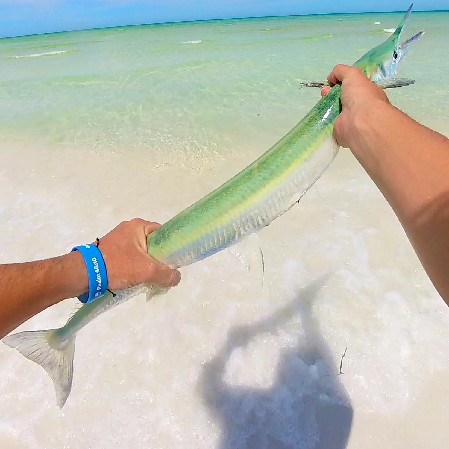The most recent Hound needlefish catches on Fishbrain