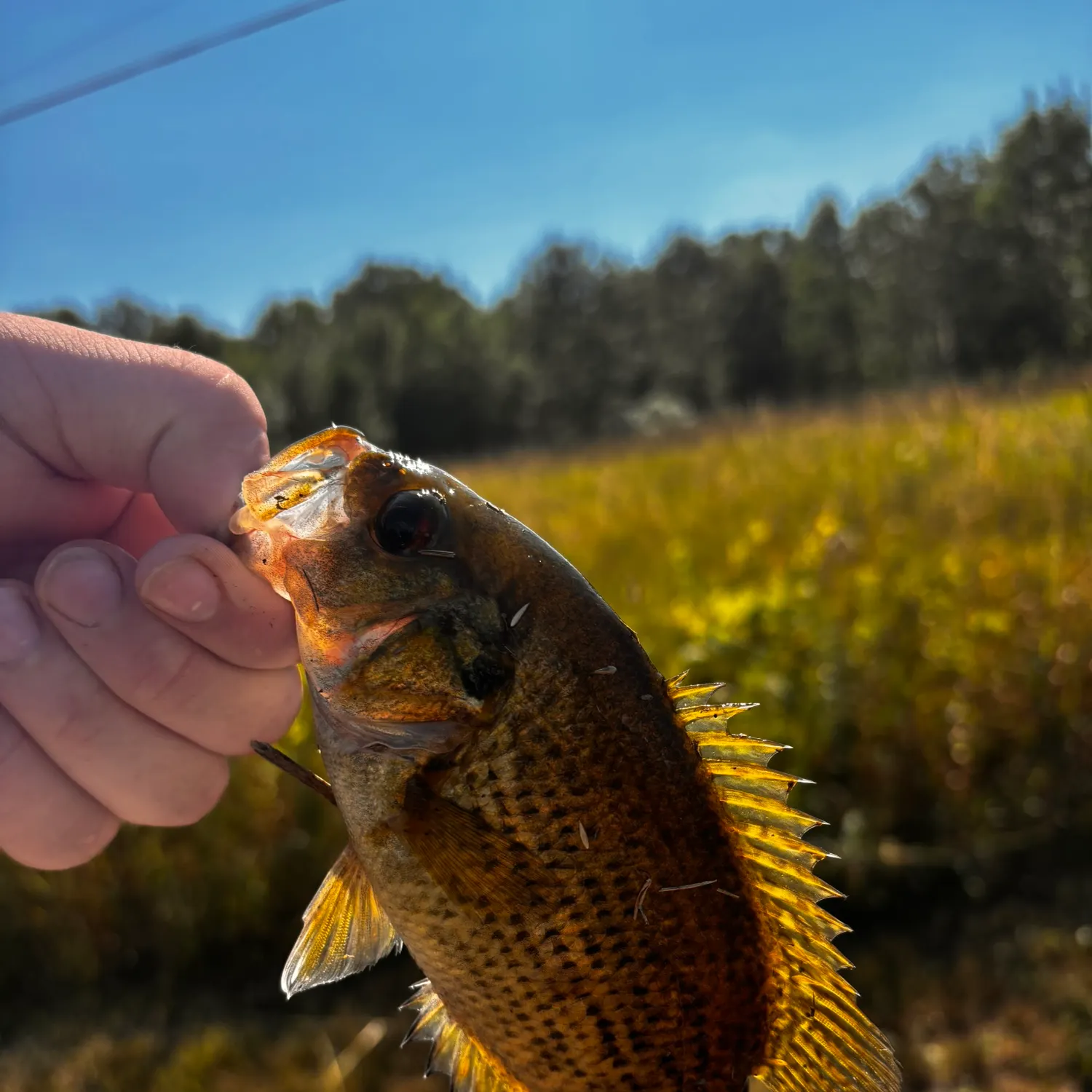 The most recent Rock bass catches on Fishbrain
