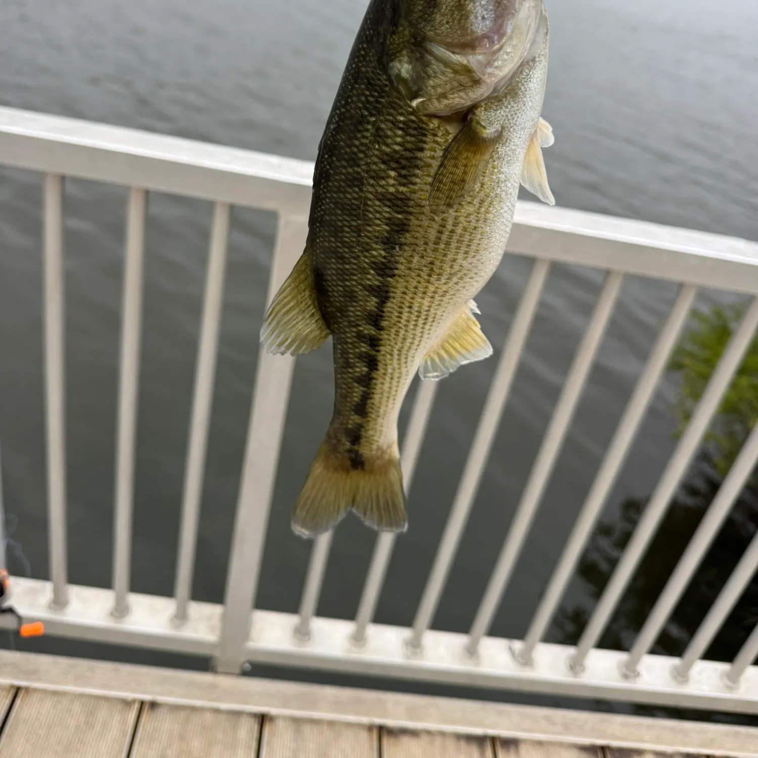 Spotted bass caught on Fishbrain
