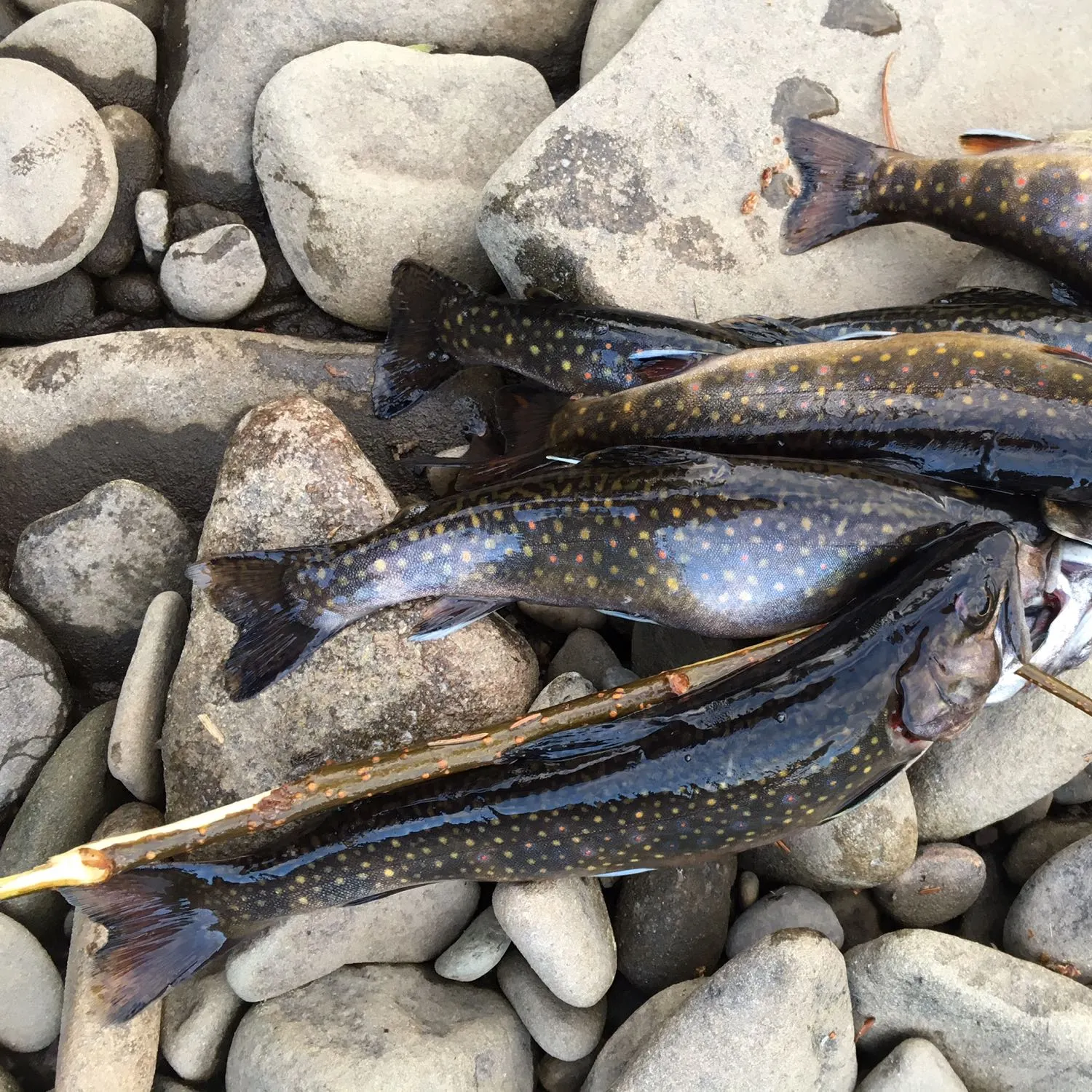 recently logged catches