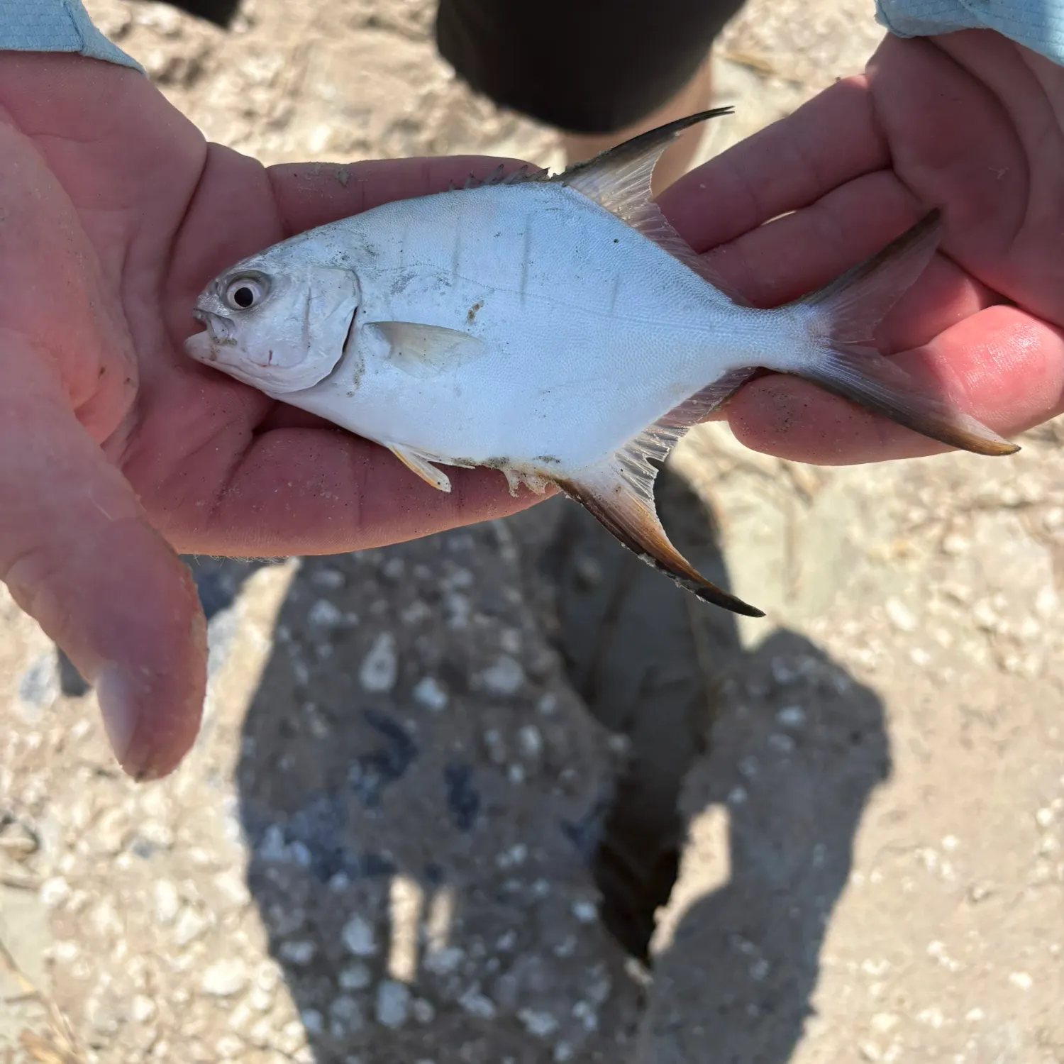 Palometa caught on Fishbrain