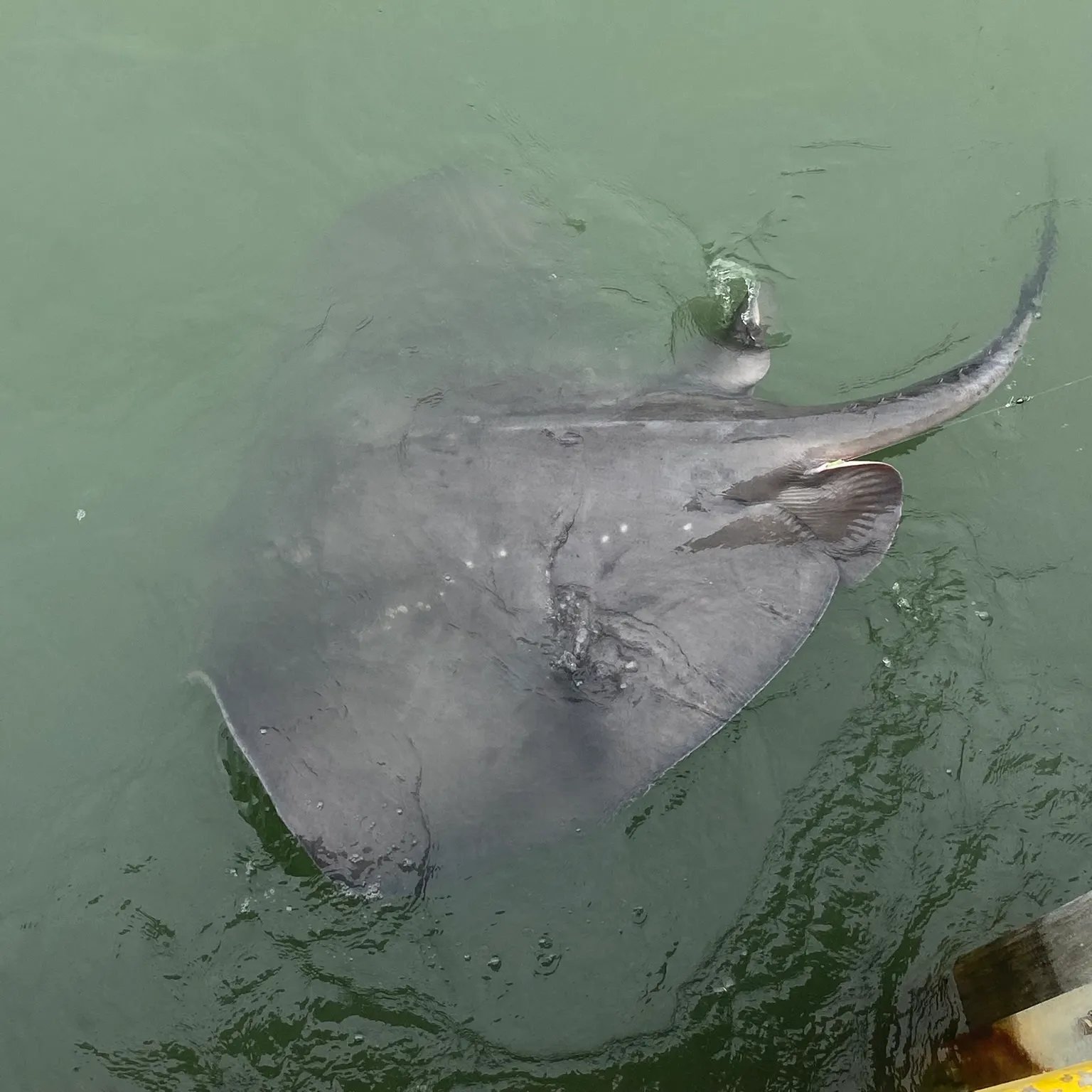 The most recent Short-tail stingray catches on Fishbrain