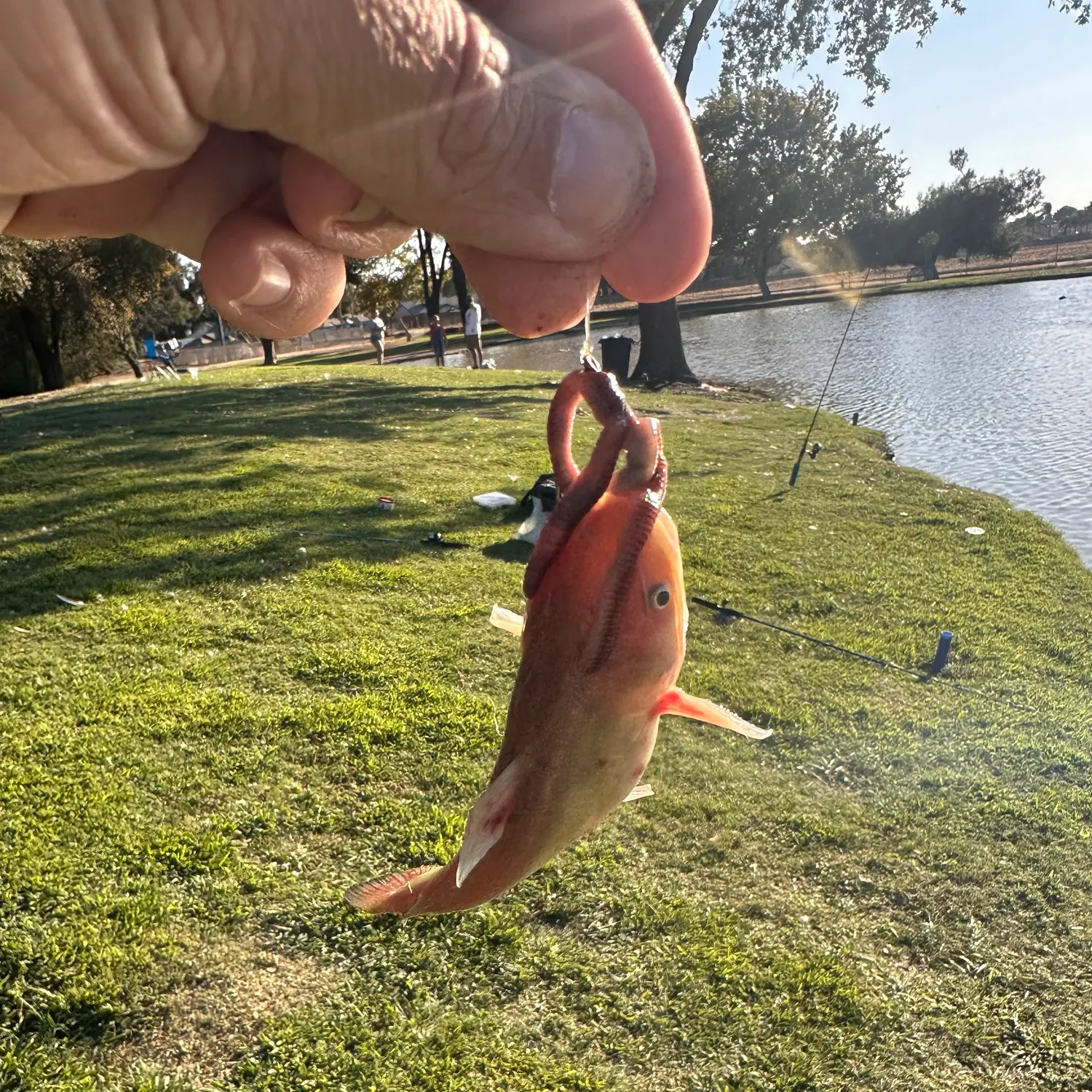 ᐅ Duck Pond fishing reports🎣• Hanford, CA (United States) fishing