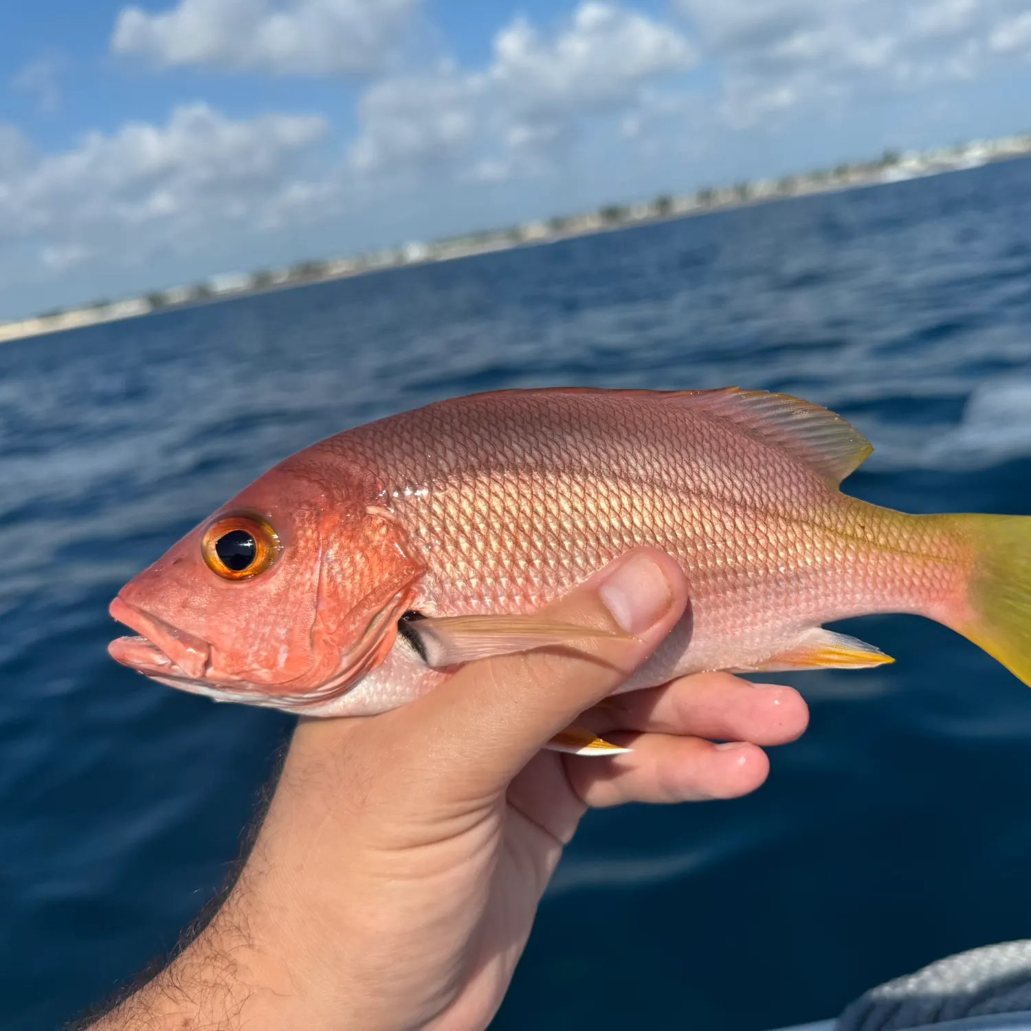 The most popular recent Blackfin snapper catch on Fishbrain