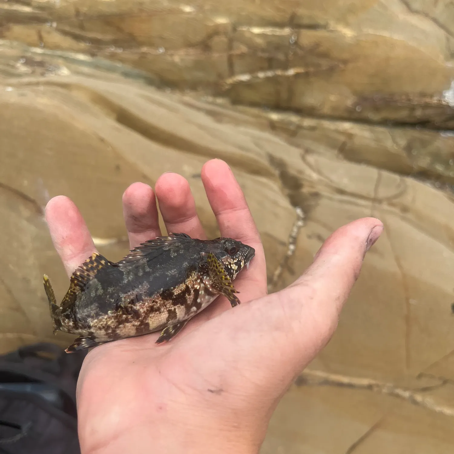 The most recent Eastern kelpfish catches on Fishbrain