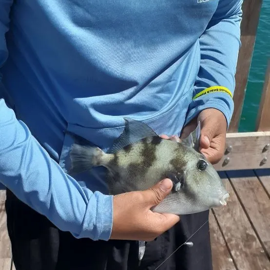 The most recent Grey triggerfish catches on Fishbrain