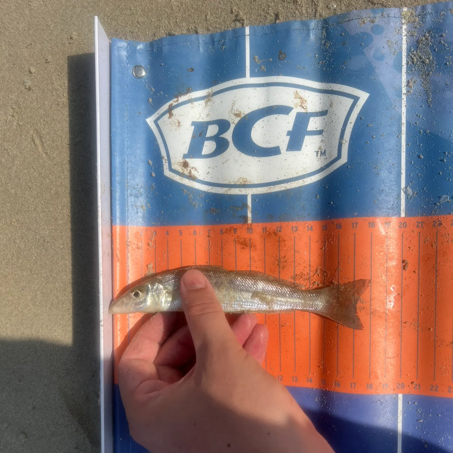The most recent Sand sillago catches on Fishbrain