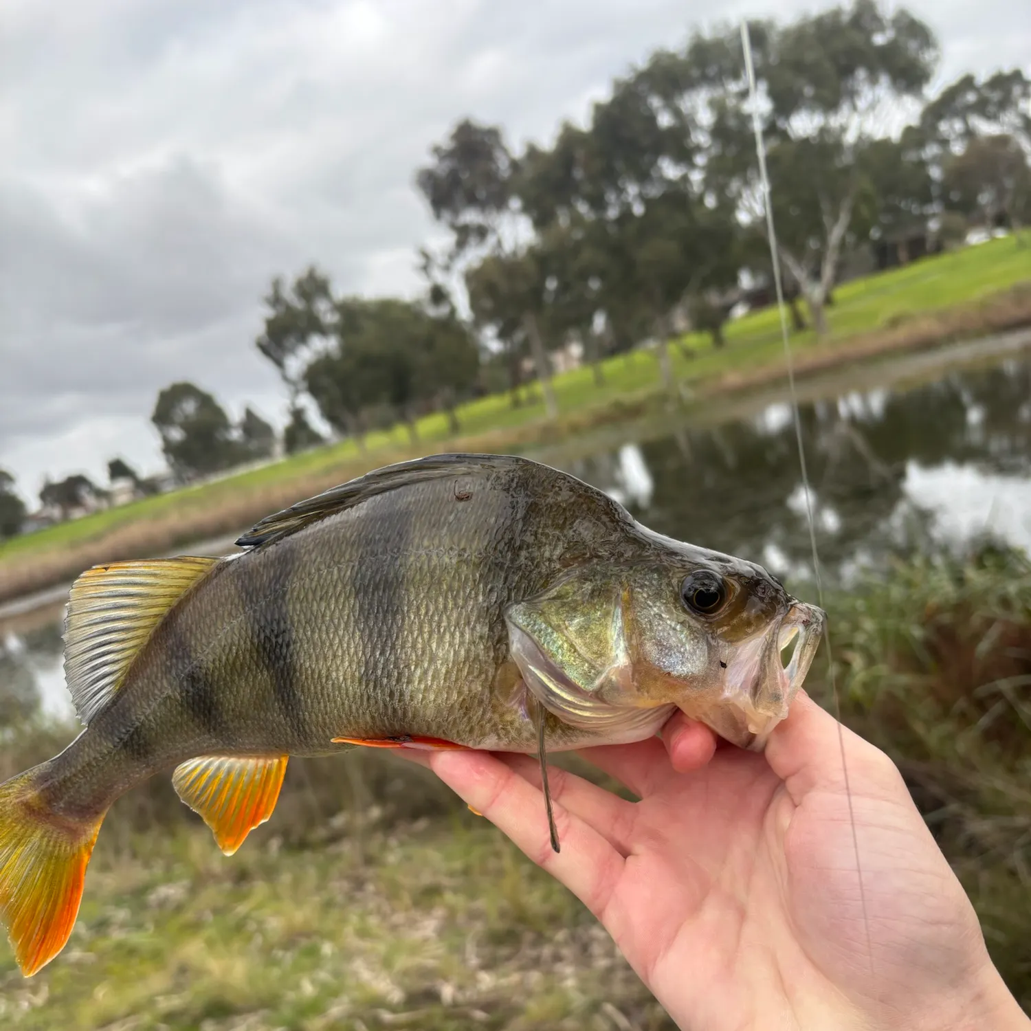 catch