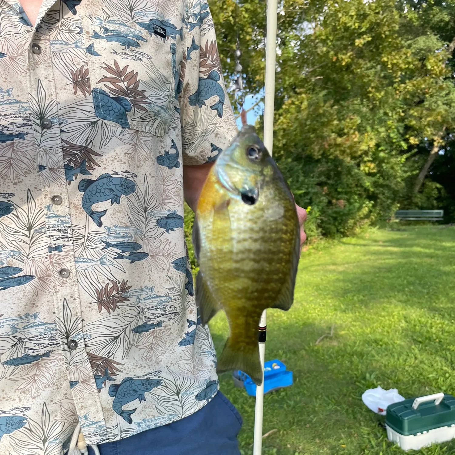 Bluegill caught on Fishbrain