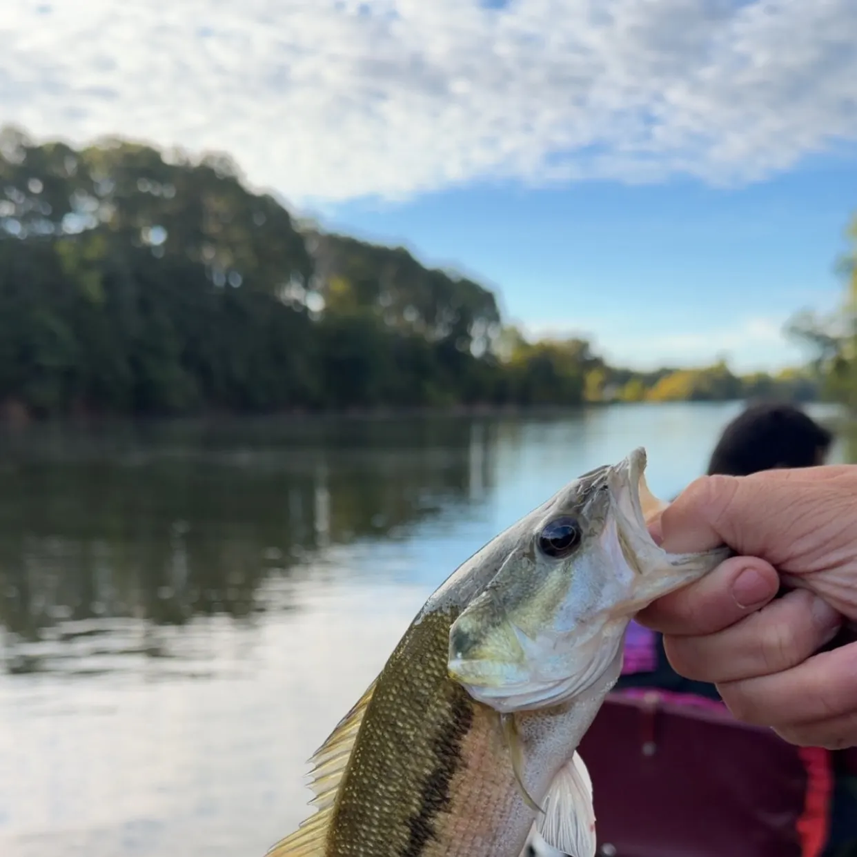The most recent Spotted bass catches on Fishbrain