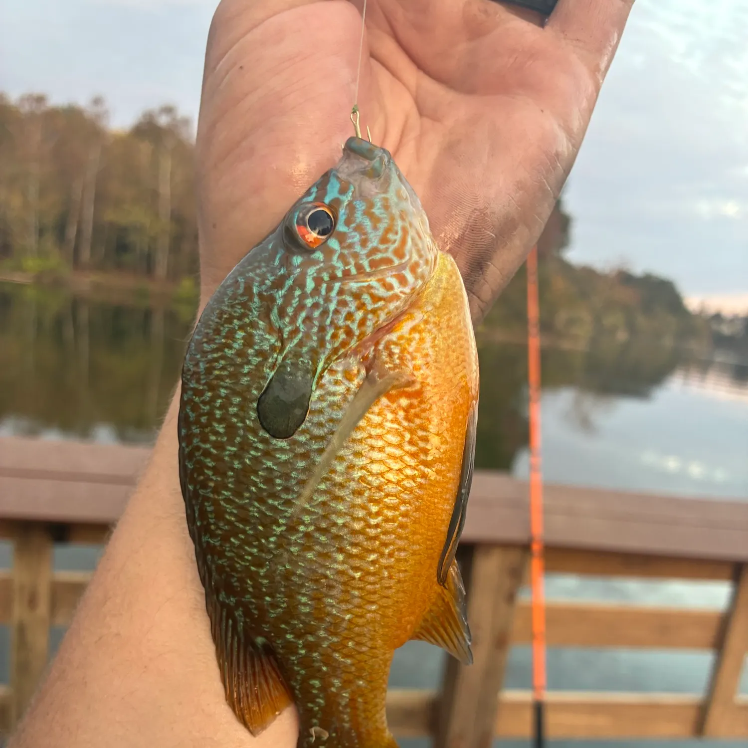 Longear sunfish caught on Fishbrain