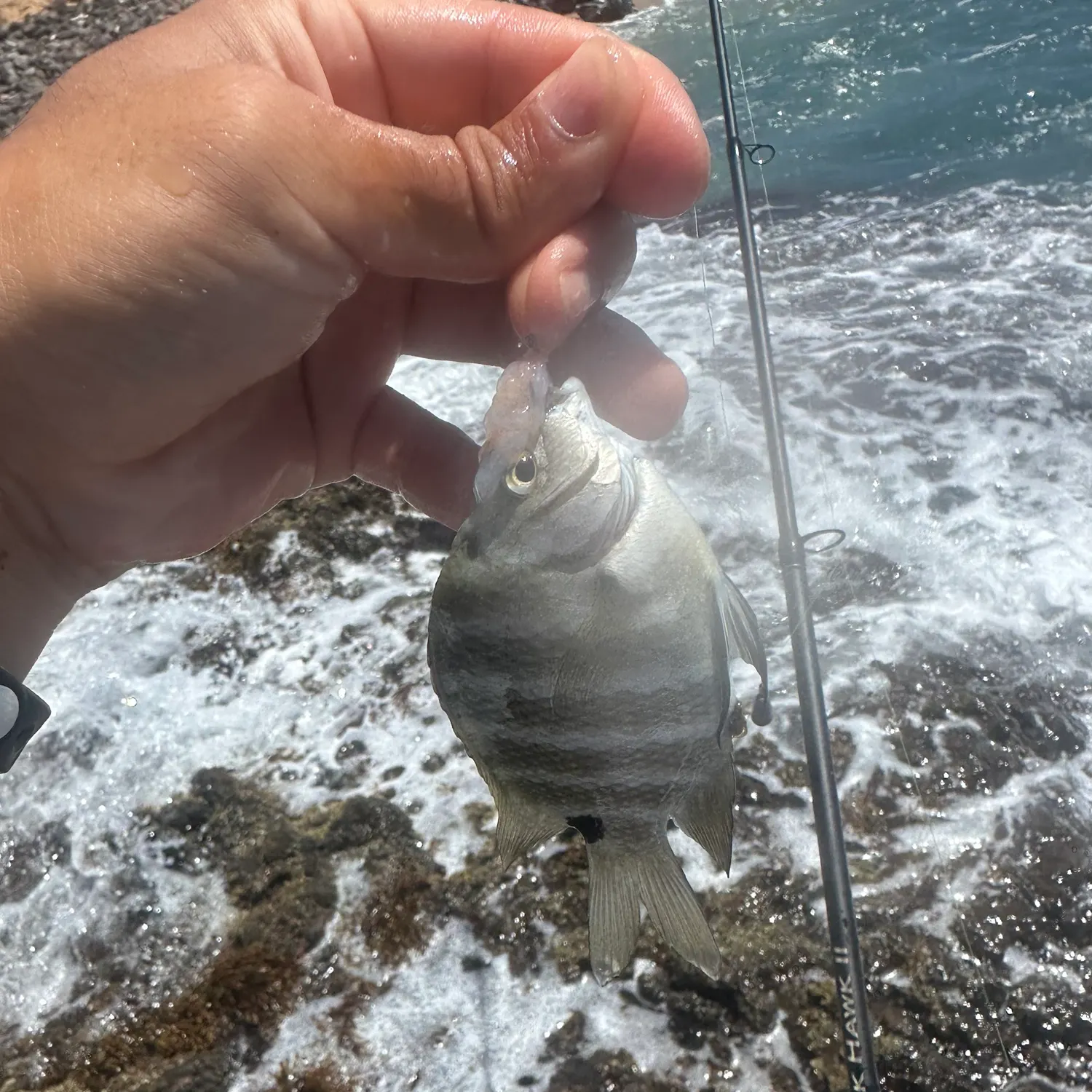 The most recent Blackspot sergeant catches on Fishbrain
