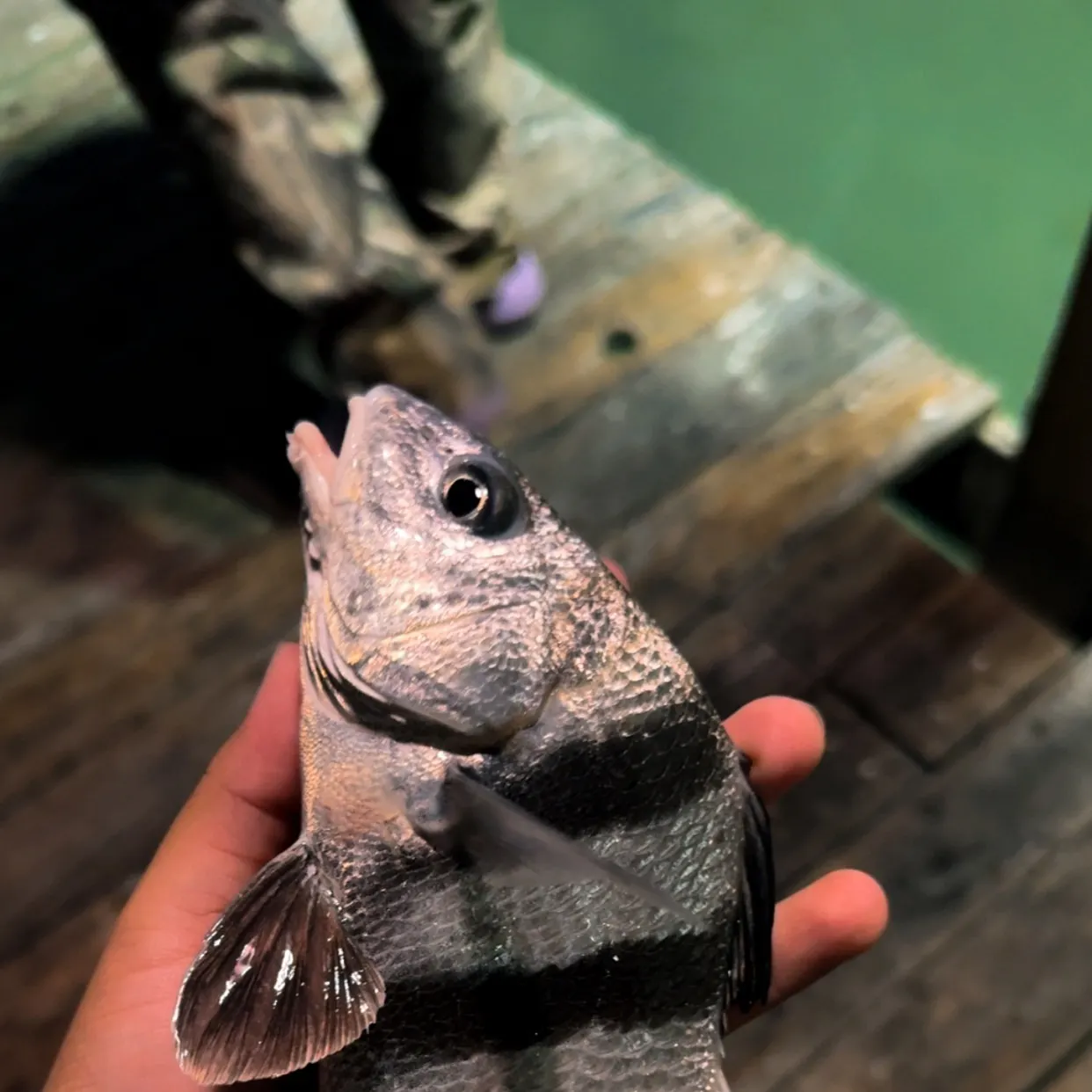 The most recent Black drum catches on Fishbrain