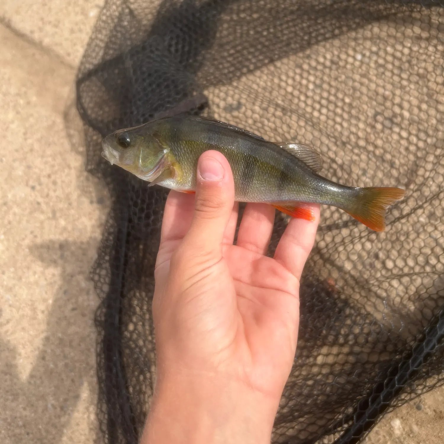 European perch caught on Fishbrain