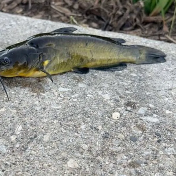 Yellow bullhead caught on Fishbrain
