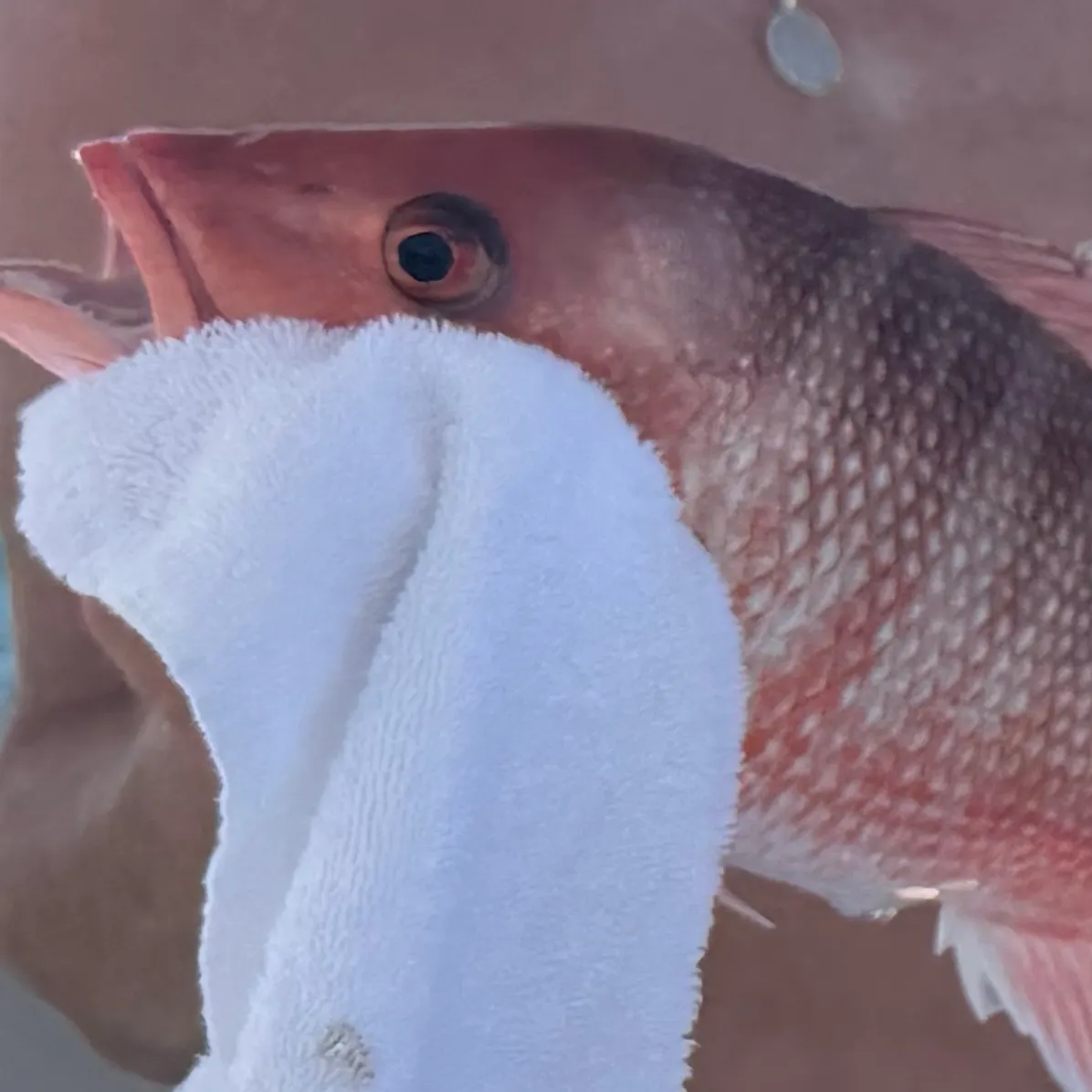 The most recent Northern red snapper catches on Fishbrain