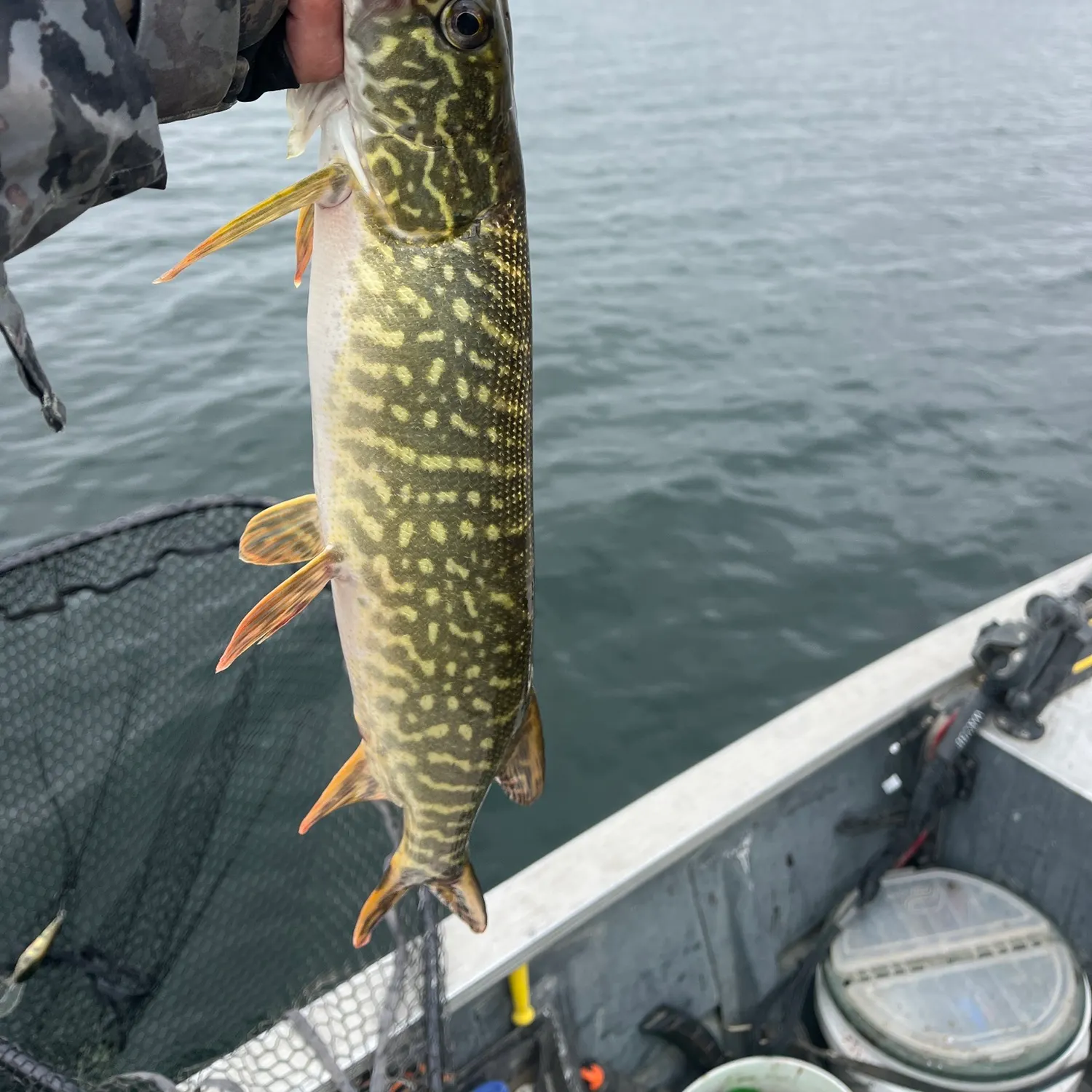 Northern pike caught on Fishbrain