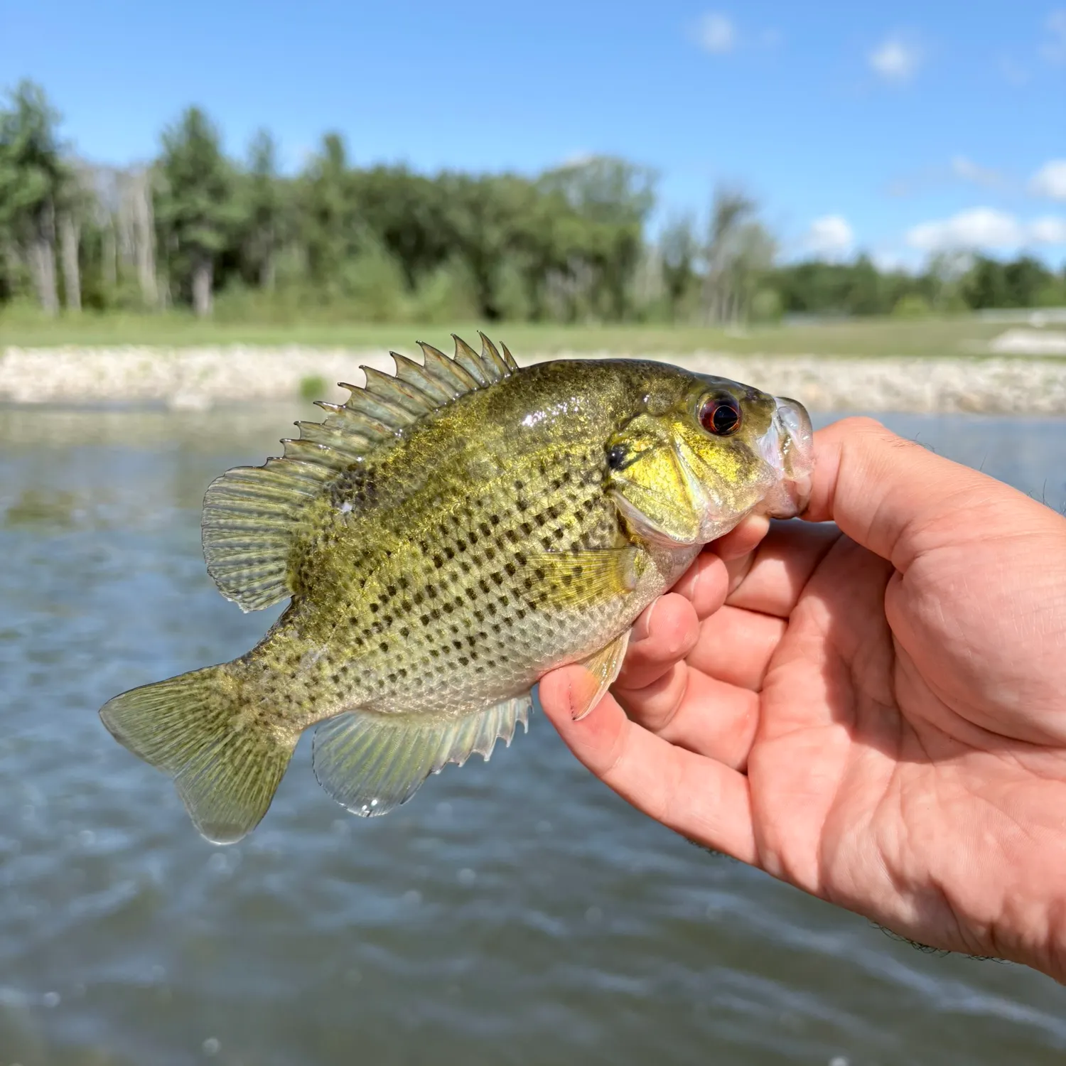 Rock bass caught on Fishbrain