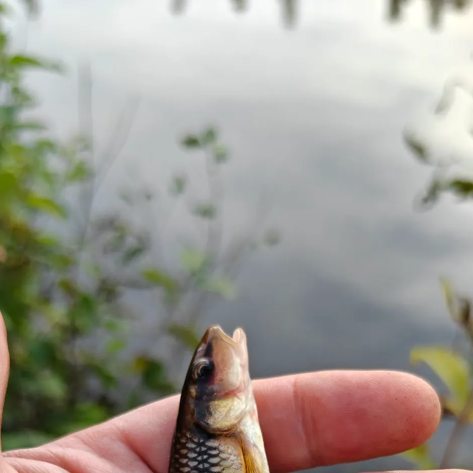 The most recent Hornyhead chub catches on Fishbrain