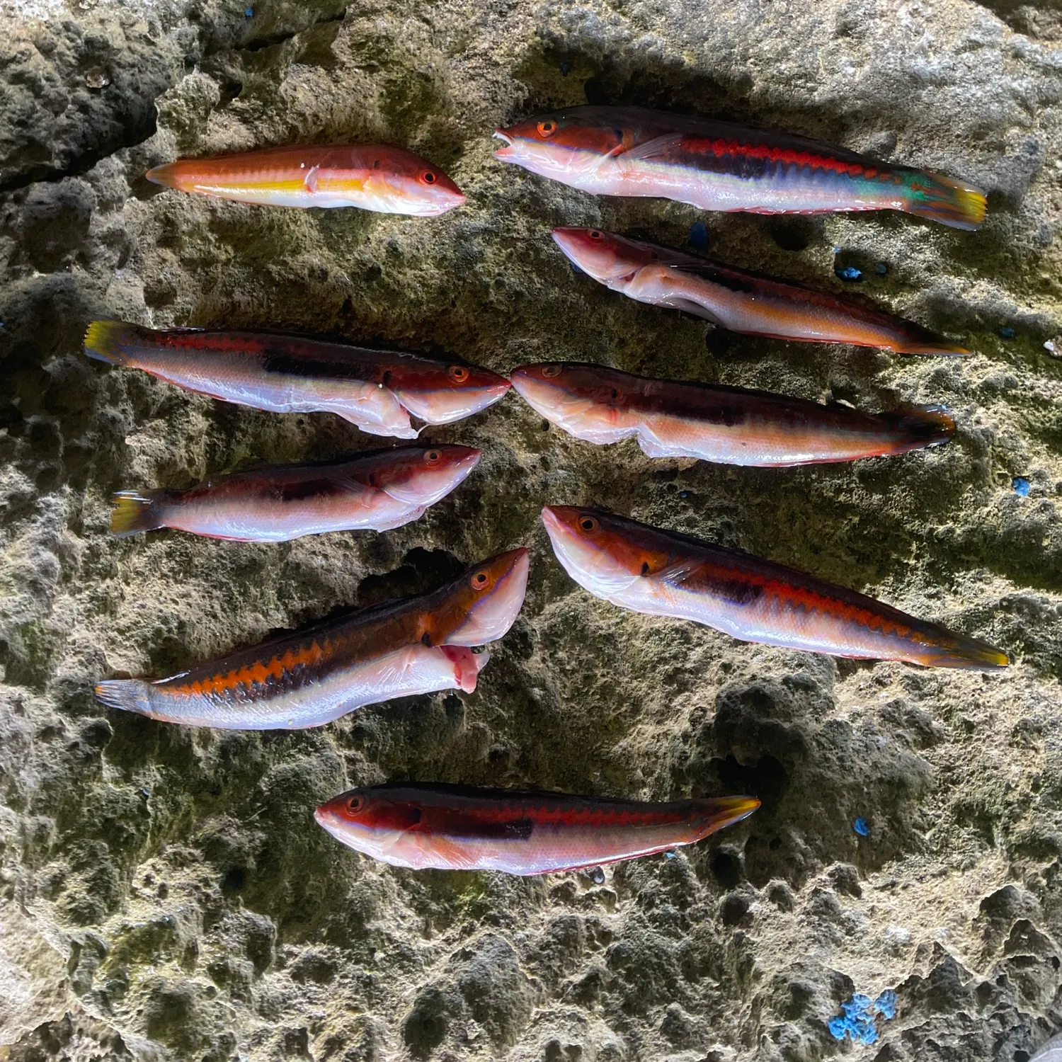 The most recent Mediterranean rainbow wrasse catches on Fishbrain