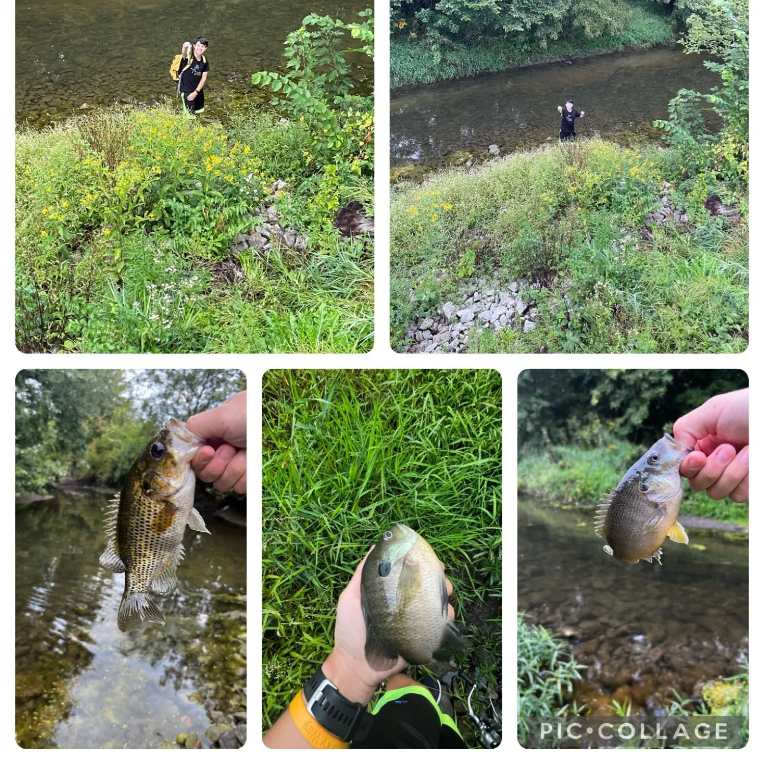 recently logged catches