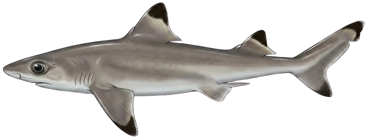 Cuban dogfish