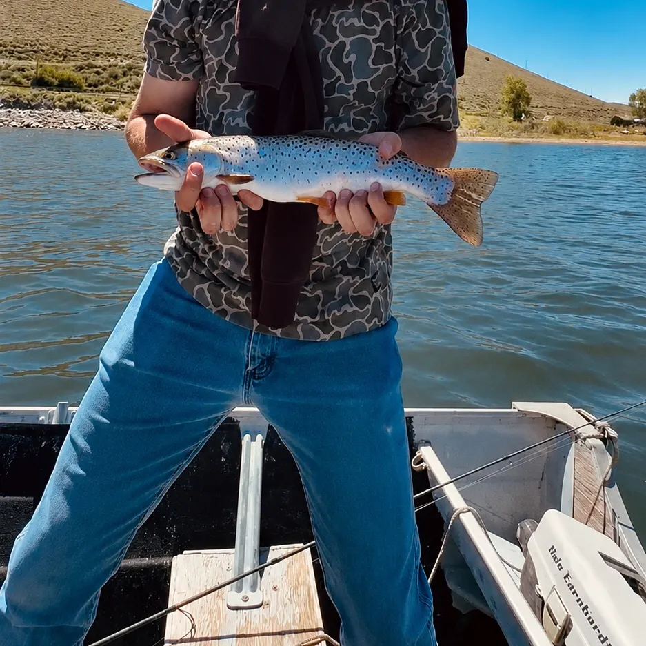 The most recent Bear Lake cutthroat trout catches on Fishbrain
