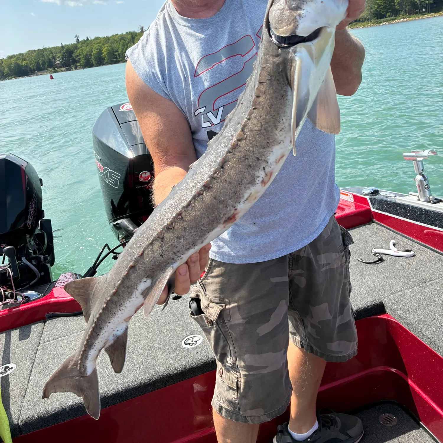 Lake sturgeon caught on Fishbrain