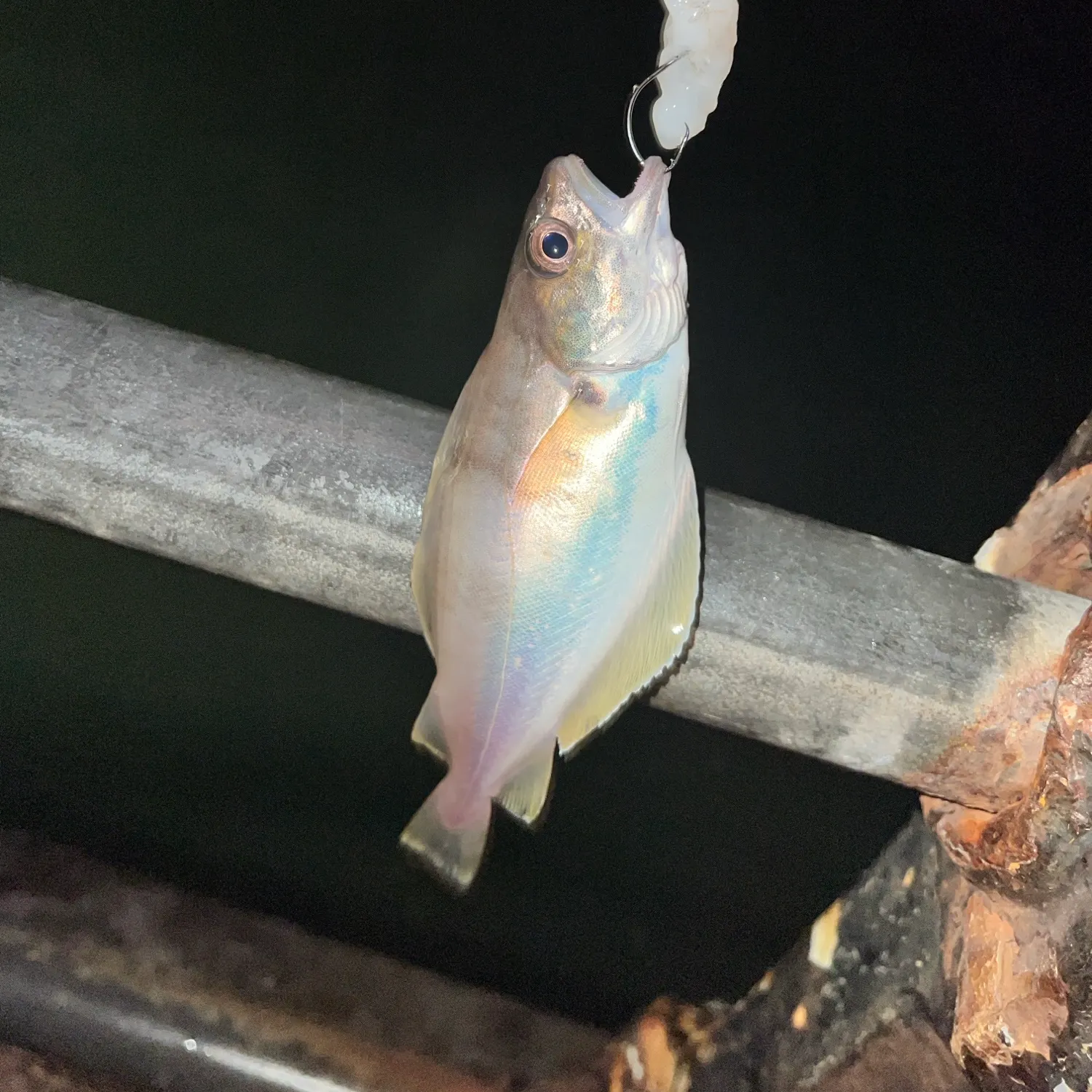 Whiting caught on Fishbrain