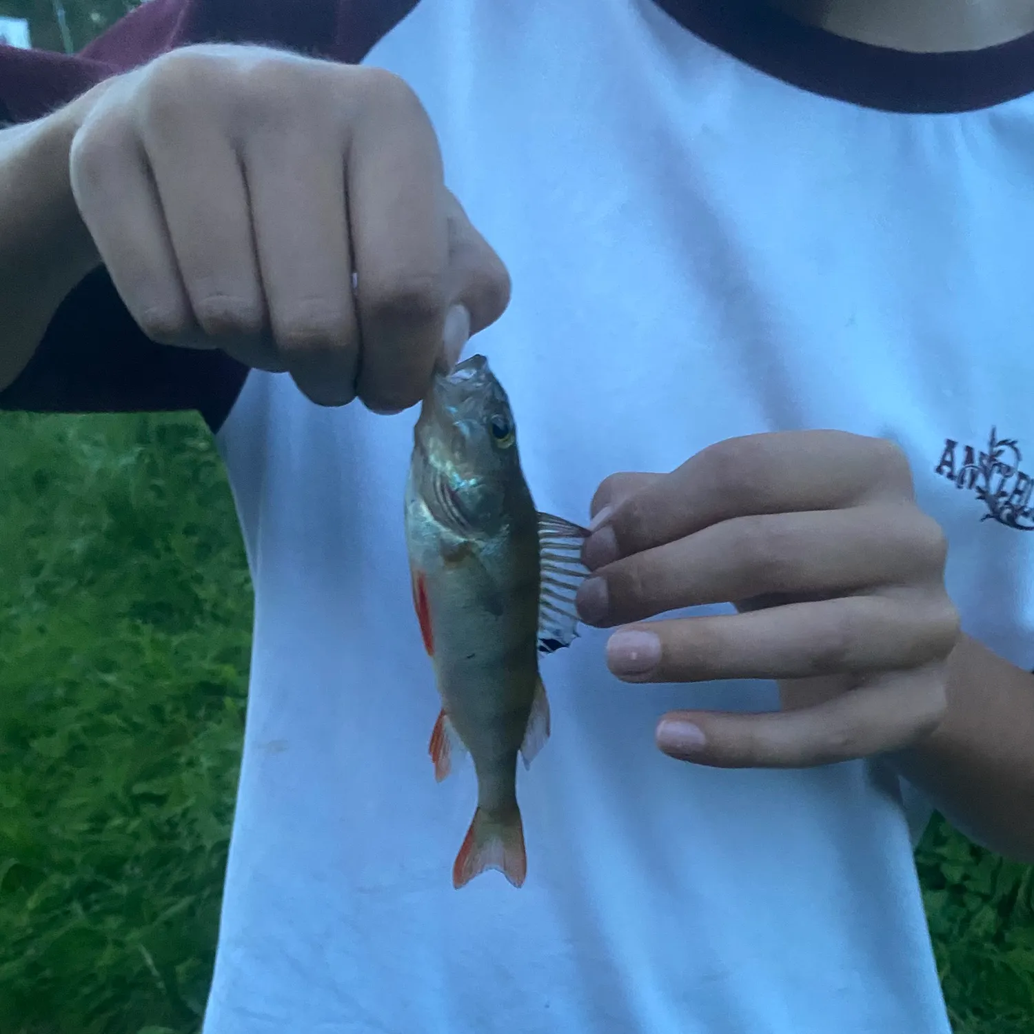 European perch caught on Fishbrain