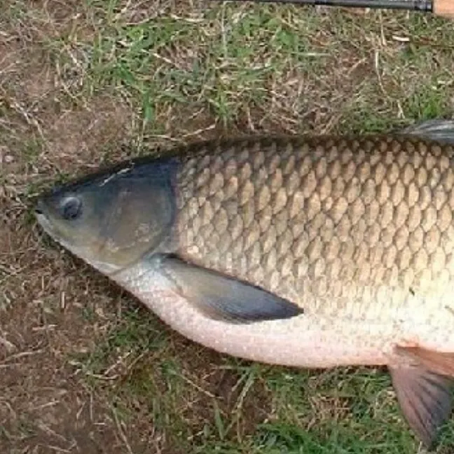 Grass carp caught on Fishbrain