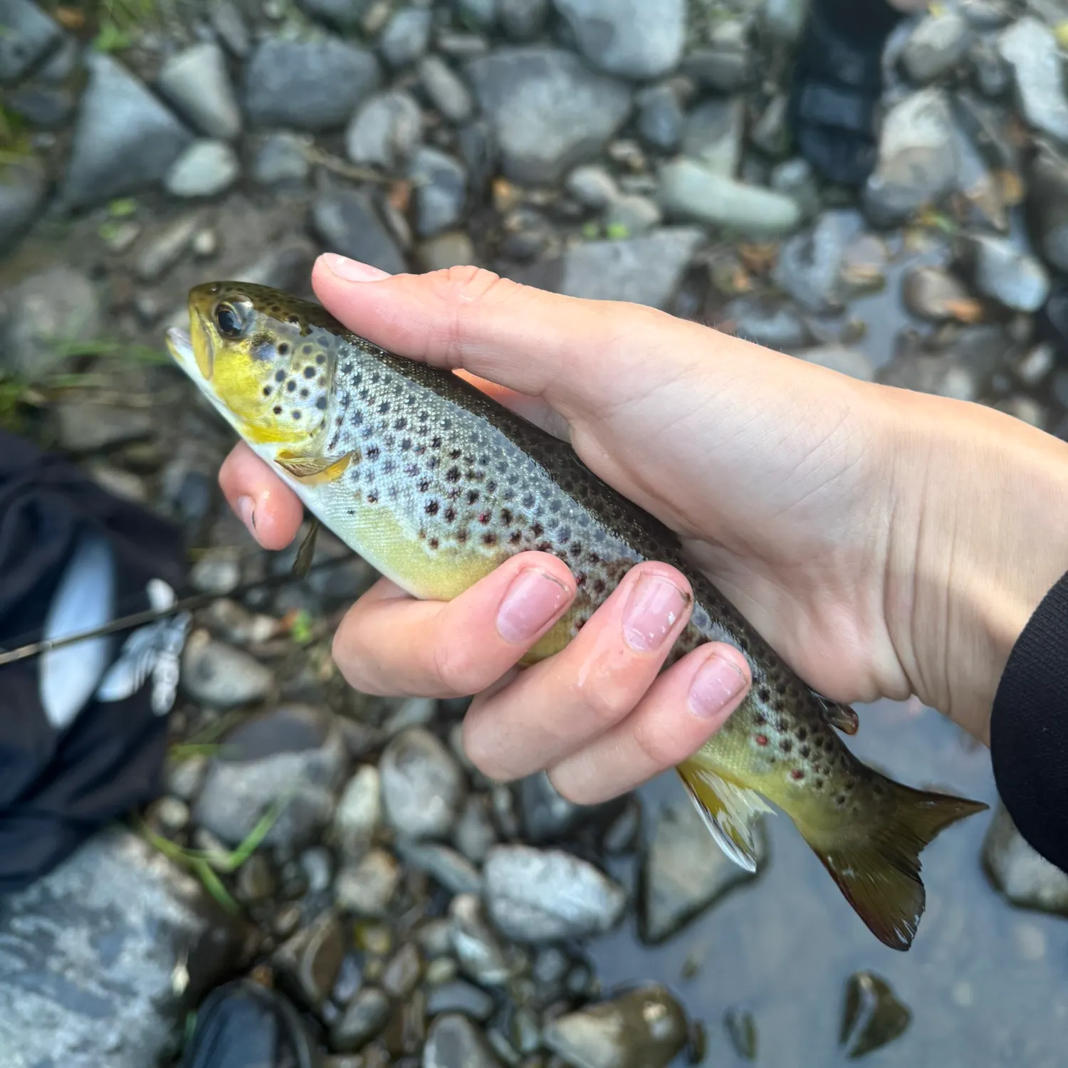 Brown trout caught on Fishbrain