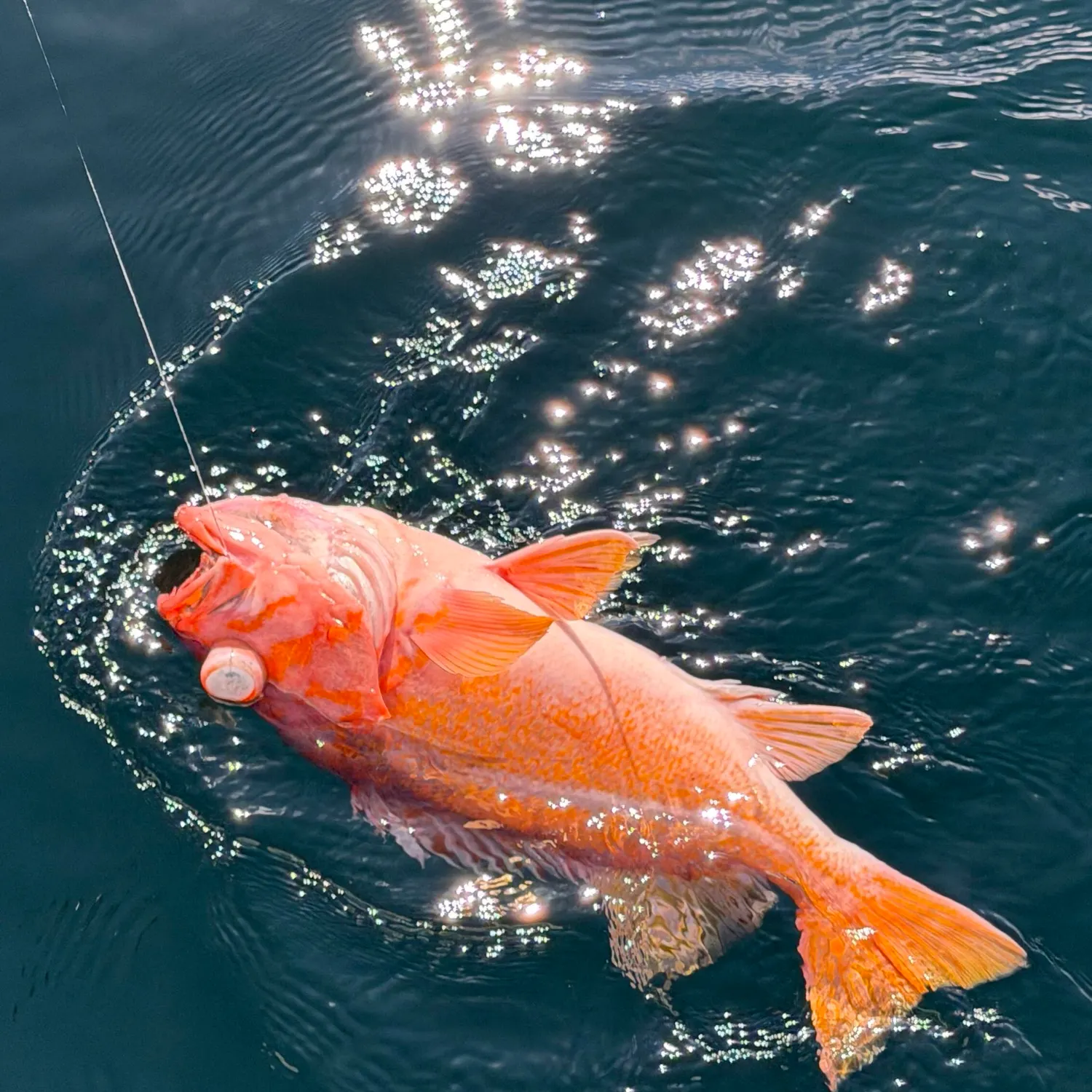 Vermilion rockfish caught on Fishbrain