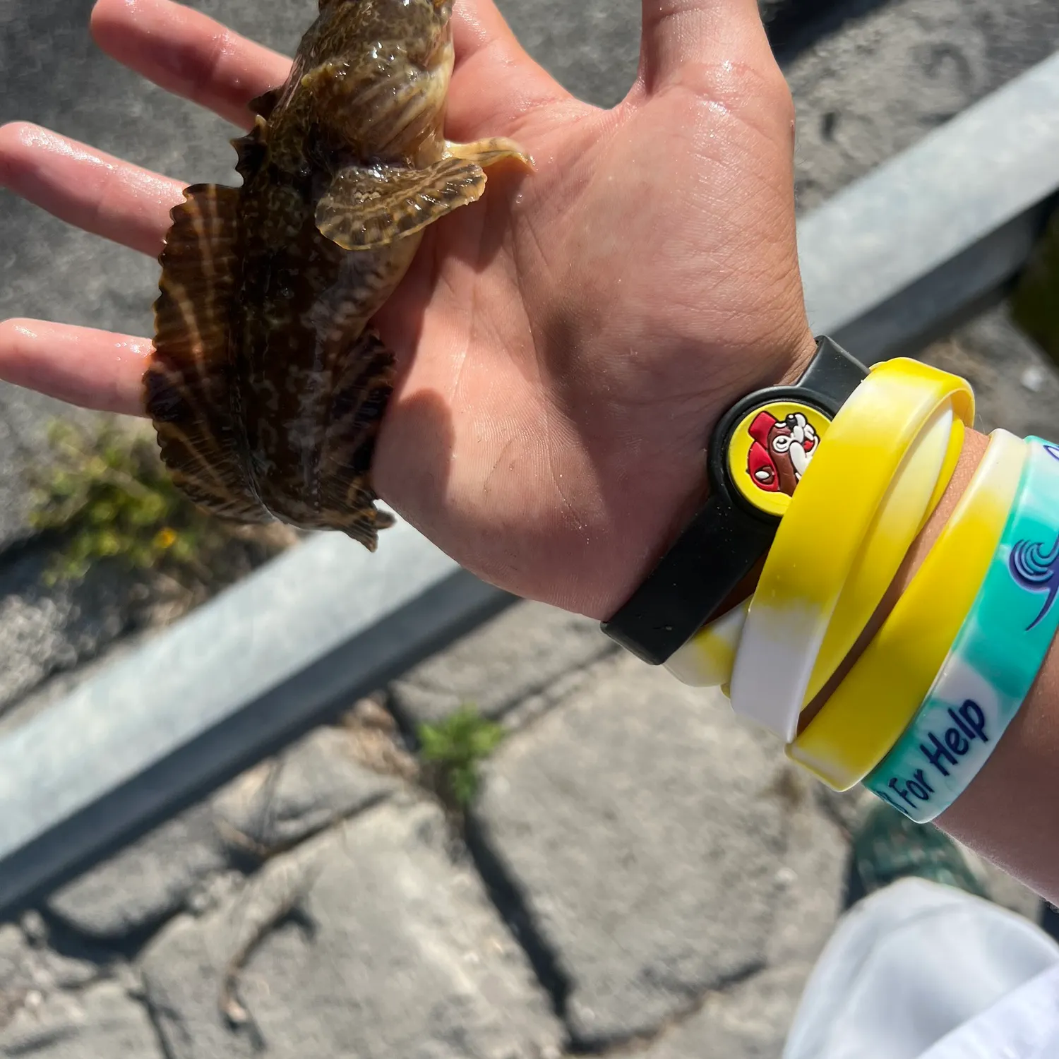 The most recent Oyster toadfish catches on Fishbrain