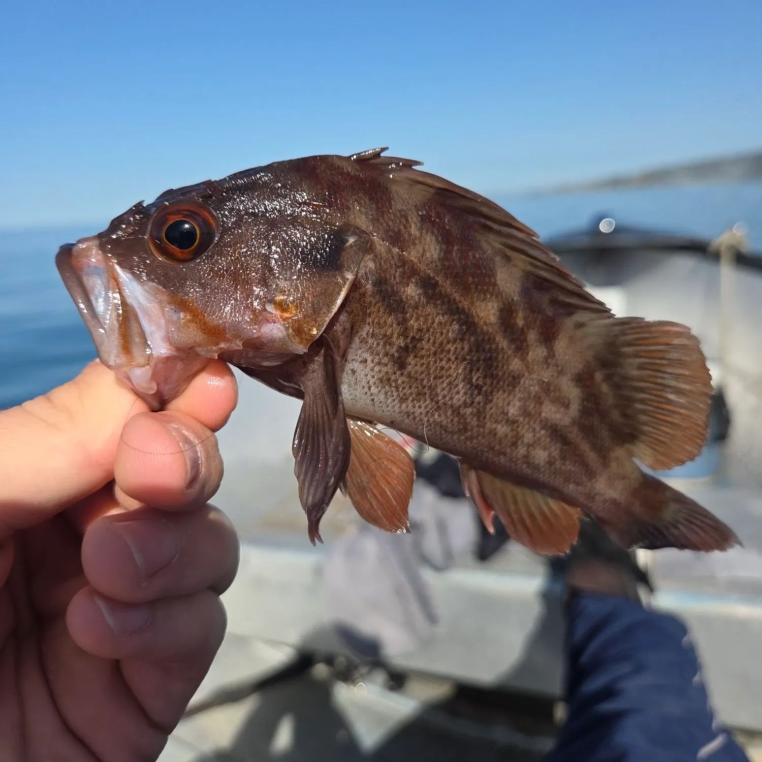 The most recent Brown rockfish catches on Fishbrain