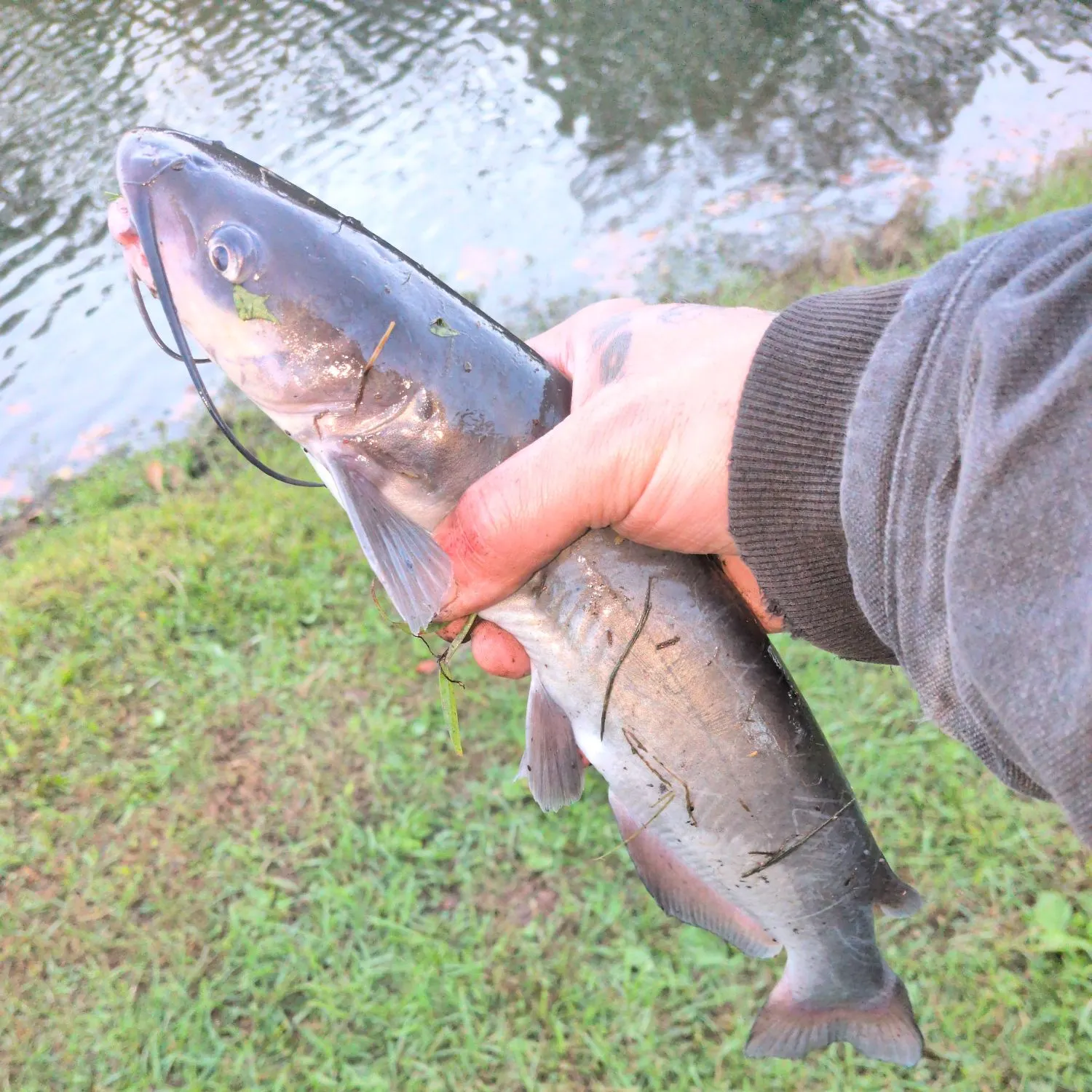 Channel catfish caught on Fishbrain