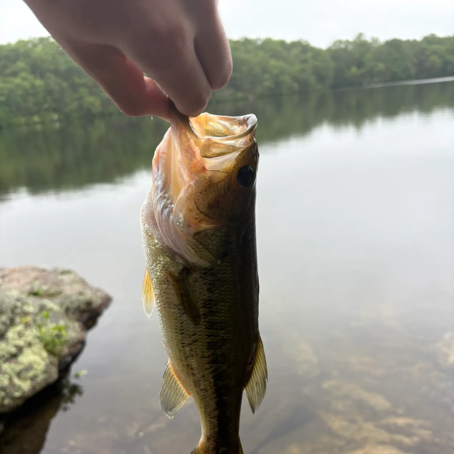 most liked catch image
