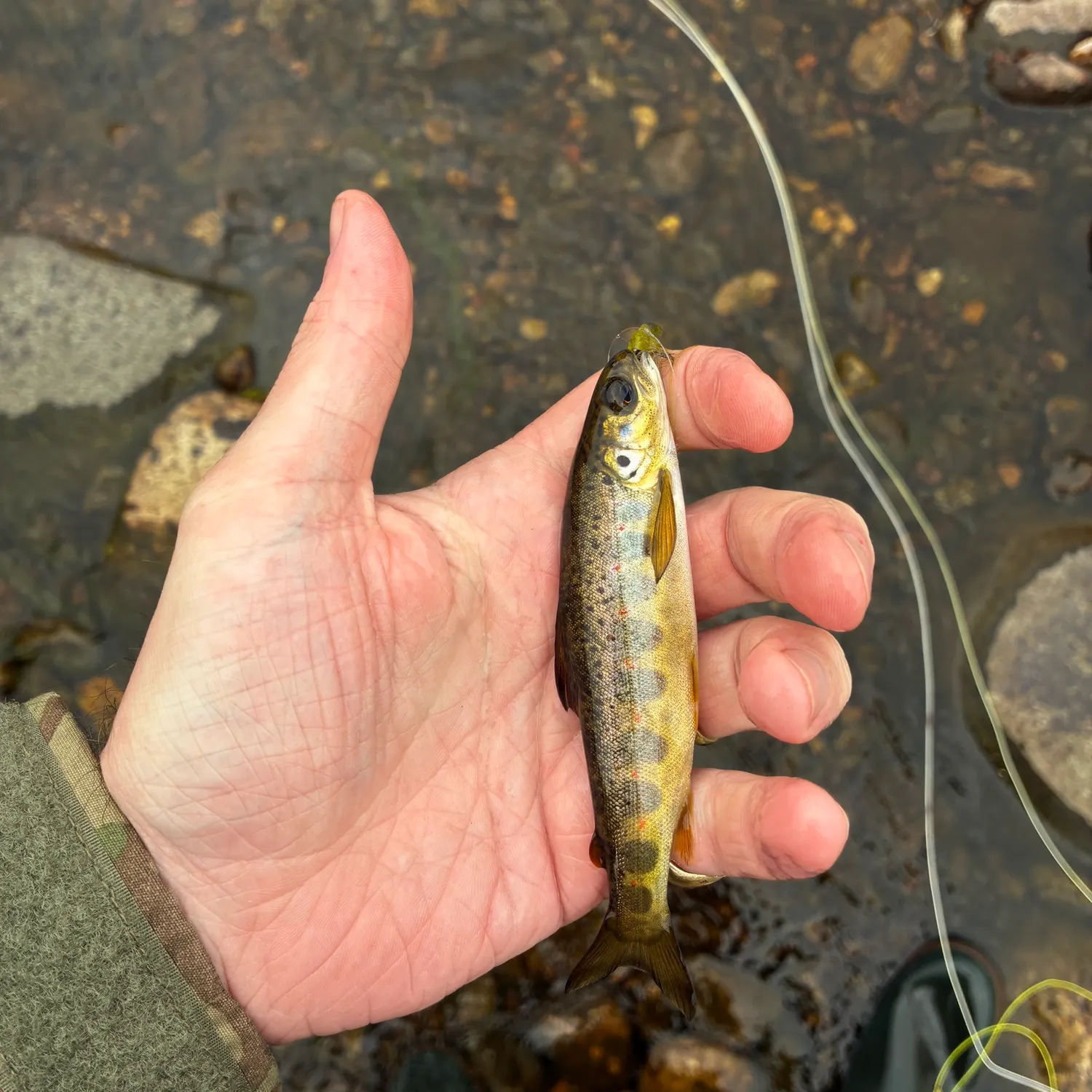 The most recent Brown trout catches on Fishbrain